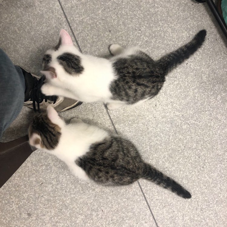 Two little tabby butts 🥰 
Kittens are just 50% off starting this Friday! That means TWO kittens for the price of one!! 

<a target='_blank' href='https://www.instagram.com/explore/tags/kitten/'>#kitten</a> <a target='_blank' href='https://www.instagram.com/explore/tags/kittens/'>#kittens</a> <a target='_blank' href='https://www.instagram.com/explore/tags/blackfriday/'>#blackfriday</a> <a target='_blank' href='https://www.instagram.com/explore/tags/blackfridaysale/'>#blackfridaysale</a> <a target='_blank' href='https://www.instagram.com/explore/tags/cutekittens/'>#cutekittens</a> 
<a target='_blank' href='https://www.instagram.com/explore/tags/cat/'>#cat</a> <a target='_blank' href='https://www.instagram.com/explore/tags/cats/'>#cats</a> <a target='_blank' href='https://www.instagram.com/explore/tags/catsofinstagram/'>#catsofinstagram</a> <a target='_blank' href='https://www.instagram.com/explore/tags/sheltercat/'>#sheltercat</a> <a target='_blank' href='https://www.instagram.com/explore/tags/rescuecat/'>#rescuecat</a> <a target='_blank' href='https://www.instagram.com/explore/tags/rescuedismyfavoritebreed/'>#rescuedismyfavoritebreed</a> <a target='_blank' href='https://www.instagram.com/explore/tags/mendocinocoasthumanesociety/'>#mendocinocoasthumanesociety</a> <a target='_blank' href='https://www.instagram.com/explore/tags/humanesociety/'>#humanesociety</a> <a target='_blank' href='https://www.instagram.com/explore/tags/rescue/'>#rescue</a> <a target='_blank' href='https://www.instagram.com/explore/tags/catrescue/'>#catrescue</a> <a target='_blank' href='https://www.instagram.com/explore/tags/shelter/'>#shelter</a> <a target='_blank' href='https://www.instagram.com/explore/tags/adoptable/'>#adoptable</a> <a target='_blank' href='https://www.instagram.com/explore/tags/adopt/'>#adopt</a> <a target='_blank' href='https://www.instagram.com/explore/tags/adoptdontshop/'>#adoptdontshop</a> <a target='_blank' href='https://www.instagram.com/explore/tags/adoptme/'>#adoptme</a> <a target='_blank' href='https://www.instagram.com/explore/tags/cute/'>#cute</a> <a target='_blank' href='https://www.instagram.com/explore/tags/adorable/'>#adorable</a> <a target='_blank' href='https://www.instagram.com/explore/tags/mendocino/'>#mendocino</a> <a target='_blank' href='https://www.instagram.com/explore/tags/mendocinocoast/'>#mendocinocoast</a> <a target='_blank' href='https://www.instagram.com/explore/tags/fortbragg/'>#fortbragg</a> <a target='_blank' href='https://www.instagram.com/explore/tags/fortbraggca/'>#fortbraggca</a> <a target='_blank' href='https://www.instagram.com/explore/tags/humanesociety/'>#humanesociety</a> <a target='_blank' href='https://www.instagram.com/explore/tags/northcoast/'>#northcoast</a> <a target='_blank' href='https://www.instagram.com/explore/tags/northerncalifornia/'>#northerncalifornia</a>