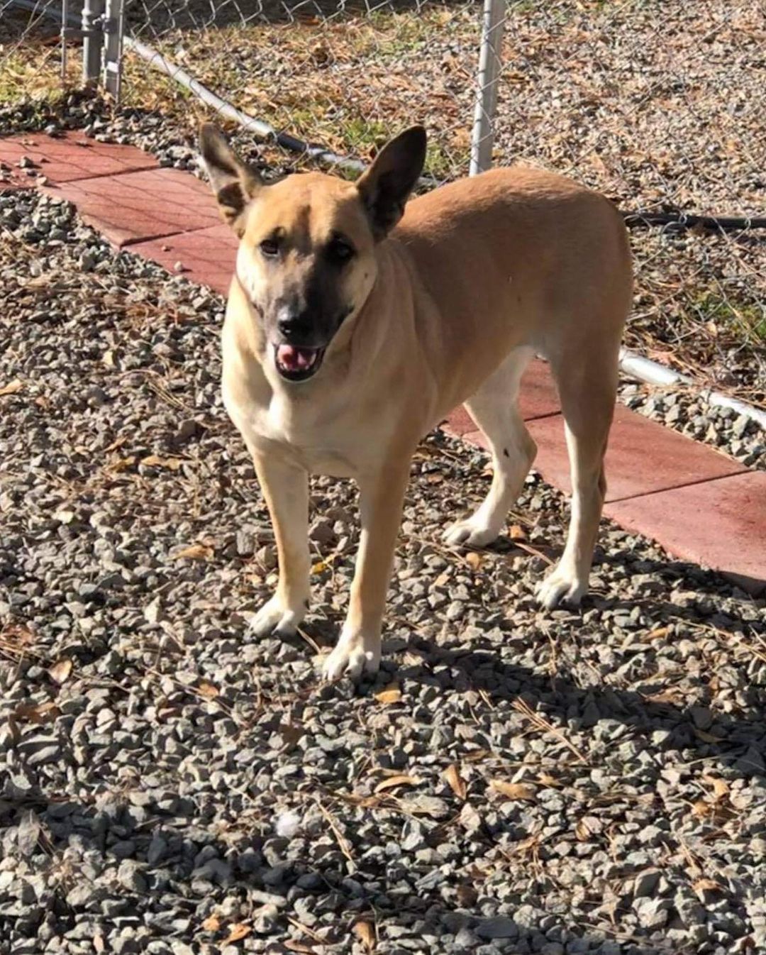 Hailey is just so pretty 😍

💕
Get your applications in!
https://www.causendogrescue.org/adoption-application.html 
🐾
💕
🐾
We only do meet and greets for approved applications.

Adoption fee is $250.

All dogs will be Up-to-date on Shots, worming, Spayed/Neutered and Microchipped.  We will also do random, periodic vet checks to ensure all dogs adopted from us continue to have the best care.  We will check for any follow up visits needed and that they are on a monthly Heartworm Prevention.

If you rent or own a home, we prefer you to have a fenced in yard. 

Apartment living is also ok but prefer a fenced in area if close to the road.
All adults in the home will need to know they are getting a dog and will need to sign the adoption agreement.
We do not adopt to college students with multiple roommates. 
Military will need to provide a backup plan.
We require all pets in the home to be spay and/or neutered. Because too many dogs are being killed, due to there not being enough homes per dog in need. Only the lucky ones end up here.