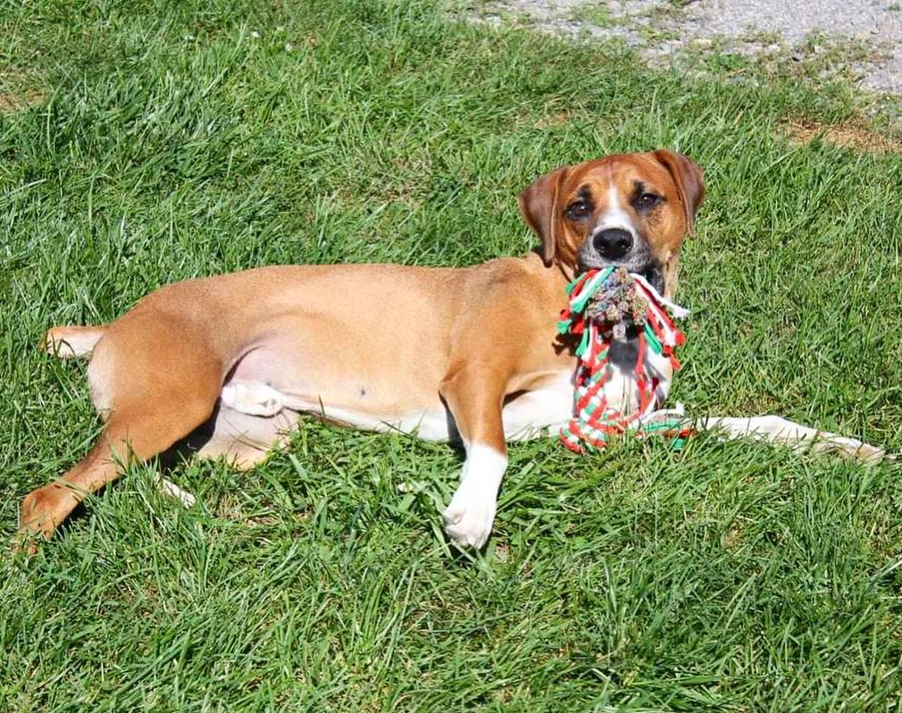 Happy Monday! My name is Niffler. I look like a lab/hound mix and am about 2 years old and 45 lbs. I’ve been lucky enough to participate in the Happy Hounds Prison Dog Program where I learned SO MUCH! My handler taught me sit, down, wait, stay, and paw. I'm very treat motivated so training is fun. I LOVE to spend time outside in a yard and will even entertain myself with a rope toy, ball, or stuffy. I also enjoy a good bone to chew on.

Life before OPH and HHPDP was scary. I've been learning to open up and trust people. I have been fostered in a home with other dogs, and I enjoy other dogs in the prison program as long as they play respectfully.

If you’re interested in adopting or learning more about me, visit the link in our bio!

<a target='_blank' href='https://www.instagram.com/explore/tags/adoptabledog/'>#adoptabledog</a> <a target='_blank' href='https://www.instagram.com/explore/tags/adoptdontshop/'>#adoptdontshop</a> <a target='_blank' href='https://www.instagram.com/explore/tags/opttoadopt/'>#opttoadopt</a> <a target='_blank' href='https://www.instagram.com/explore/tags/ophrescue/'>#ophrescue</a> <a target='_blank' href='https://www.instagram.com/explore/tags/savedogs/'>#savedogs</a> <a target='_blank' href='https://www.instagram.com/explore/tags/dogrescue/'>#dogrescue</a> <a target='_blank' href='https://www.instagram.com/explore/tags/rescuedogs/'>#rescuedogs</a> <a target='_blank' href='https://www.instagram.com/explore/tags/mustlovedogs/'>#mustlovedogs</a> <a target='_blank' href='https://www.instagram.com/explore/tags/rescuedismyfavoritebreed/'>#rescuedismyfavoritebreed</a> <a target='_blank' href='https://www.instagram.com/explore/tags/rescuedogsofinstagram/'>#rescuedogsofinstagram</a>