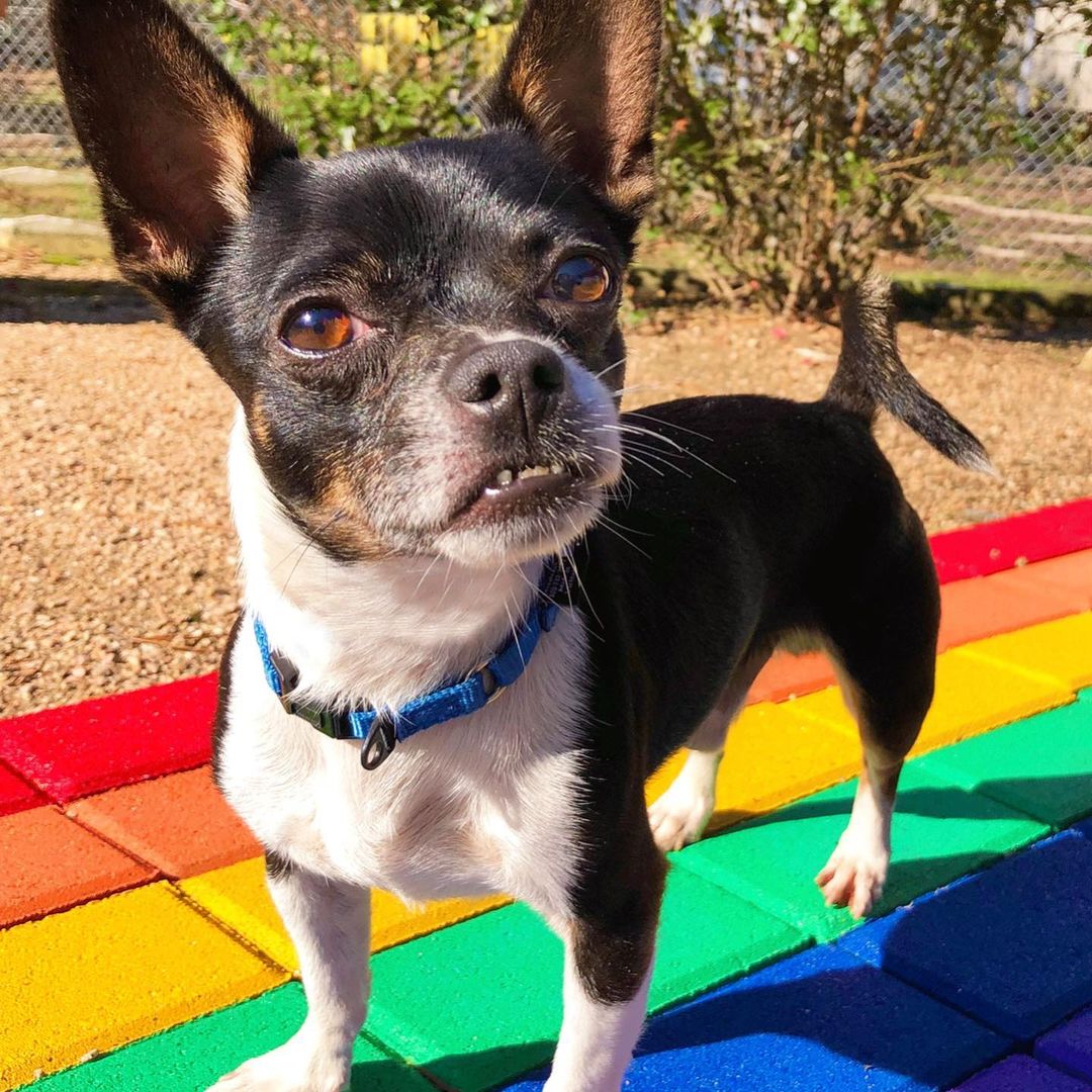 Oh my UNDERBITE! Rocco is a volunteer favorite. I mean, really? Who can resist an underbite? He was found at a busy intersection and luckily was rescued! He is around 4 yrs old and sweet as pie! He loves cuddles, toys and attention. Meet Rocco today!  We will be closed for Thanksgiving tomorrow and Thursday, back on Friday from 10-2. <a target='_blank' href='https://www.instagram.com/explore/tags/abandonedanimalrescue/'>#abandonedanimalrescue</a> <a target='_blank' href='https://www.instagram.com/explore/tags/givingpawsahelpinghand/'>#givingpawsahelpinghand</a> <a target='_blank' href='https://www.instagram.com/explore/tags/dogsofaar/'>#dogsofaar</a> <a target='_blank' href='https://www.instagram.com/explore/tags/pupper/'>#pupper</a> <a target='_blank' href='https://www.instagram.com/explore/tags/doggo/'>#doggo</a> <a target='_blank' href='https://www.instagram.com/explore/tags/rescue/'>#rescue</a> <a target='_blank' href='https://www.instagram.com/explore/tags/rescuedogs/'>#rescuedogs</a> <a target='_blank' href='https://www.instagram.com/explore/tags/shelterdog/'>#shelterdog</a> <a target='_blank' href='https://www.instagram.com/explore/tags/happydog/'>#happydog</a> <a target='_blank' href='https://www.instagram.com/explore/tags/gooddoggo/'>#gooddoggo</a> <a target='_blank' href='https://www.instagram.com/explore/tags/lovedogs/'>#lovedogs</a> <a target='_blank' href='https://www.instagram.com/explore/tags/puppies/'>#puppies</a> <a target='_blank' href='https://www.instagram.com/explore/tags/adopt/'>#adopt</a> <a target='_blank' href='https://www.instagram.com/explore/tags/adoptdontshop/'>#adoptdontshop</a> <a target='_blank' href='https://www.instagram.com/explore/tags/adoptable/'>#adoptable</a> <a target='_blank' href='https://www.instagram.com/explore/tags/conroetx/'>#conroetx</a> <a target='_blank' href='https://www.instagram.com/explore/tags/springtx/'>#springtx</a> <a target='_blank' href='https://www.instagram.com/explore/tags/katytx/'>#katytx</a> <a target='_blank' href='https://www.instagram.com/explore/tags/cypresstx/'>#cypresstx</a> <a target='_blank' href='https://www.instagram.com/explore/tags/houston/'>#houston</a> <a target='_blank' href='https://www.instagram.com/explore/tags/magnoliachamberofcommerce/'>#magnoliachamberofcommerce</a> <a target='_blank' href='https://www.instagram.com/explore/tags/magnoliatx/'>#magnoliatx</a> <a target='_blank' href='https://www.instagram.com/explore/tags/thewoodlands/'>#thewoodlands</a> <a target='_blank' href='https://www.instagram.com/explore/tags/chihuahua/'>#chihuahua</a> <a target='_blank' href='https://www.instagram.com/explore/tags/chihuahualife/'>#chihuahualife</a> <a target='_blank' href='https://www.instagram.com/explore/tags/chihuahualove/'>#chihuahualove</a> <a target='_blank' href='https://www.instagram.com/explore/tags/underbite/'>#underbite</a>