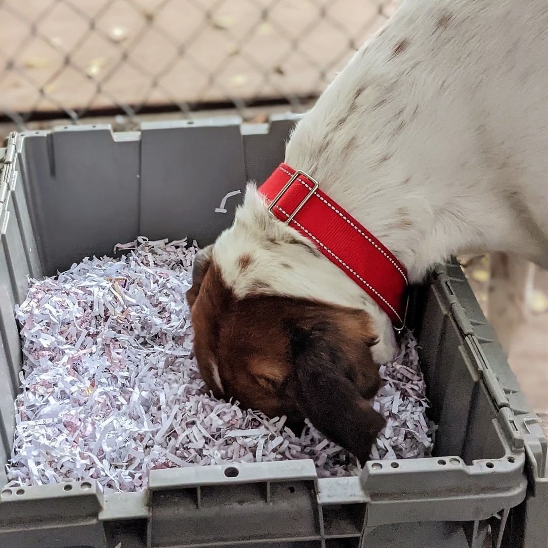 NOURRIR SON CHIEN DANS UN BOL, C’EST DU PASSÉ! 😳🐕
L’un des conseils que les spécialistes en comportement canin donnent souvent peut paraître étonnant : « Remisez la gamelle de Fido et faites travailler votre chien pour qu'il obtienne son repas! » 

En adoptant cette simple habitude, les familles qui se sentent dépassées par le trop-plein d’énergie de leur animal lui donneront une belle occasion de canaliser son énergie. 

En effet, les chiens d’aujourd’hui se nourrissent dans un plat d’enrichissement, un bol ralentisseur, un jouet de type Kong, une balle distributrice, un tapis de fouille, ou encore un contenant maison composé de vieux emballages de cartons et de papiers chiffonnés.

Les chiens de tous âges ont besoin d’activités pour s’épanouir. Profitez du moment tant attendu du repas pour le stimuler. On estime que 15 minutes de stimulation mentale équivalent à environ 1 h de marche pour les chiens!

Pour découvrir plus de trucs et conseils au sujet de la stimulation mentale chez le chien, consultez notre site Web au lien dans la bio. 

📷 Voyez ici Bandit, Bella et Céleste qui profitent de leurs repas dans différents jouets d'enrichissement à la SPCA de Montréal.

//
FEEDING YOUR DOG IN A BOWL IS A THING OF THE PAST! 
Dog behaviourists frequently suggest a surprising change: “Put Fido’s bowl away and make your dog work for their meal!”

Indeed, families often find it difficult to channel their dog’s seemingly boundless energy, but there is a simple solution. Today’s dogs can eat from an enrichment dish, a slow feeder, a kong type toy, a ball feeder, a digging mat, or a homemade container made of old cardboard and crumpled paper, and gain much-needed mental stimulation.

Dogs of all ages need activity to thrive. Make the most of much-awaited mealtimes to add some excitement to the day! For dogs, just 15 minutes of mental stimulation is equivalent to about 1 hour of walking!

For more tips and advice on mental stimulation for dogs, visit our website at the link in bio.

📷 Here, you can see Bandit, Bella and Céleste at the Montréal SPCA, enjoying their meals in enrichment toys.