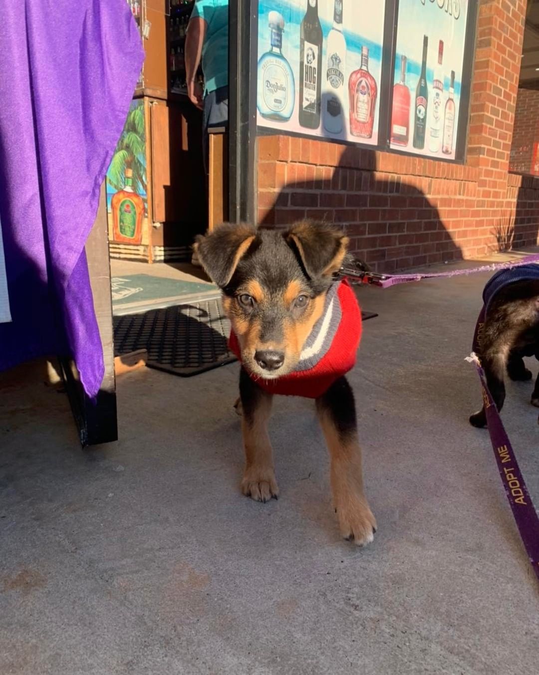 Newt and Neptune are hanging out with us at Waterway Plaza Liquors come and meet them before it gets too chilly!