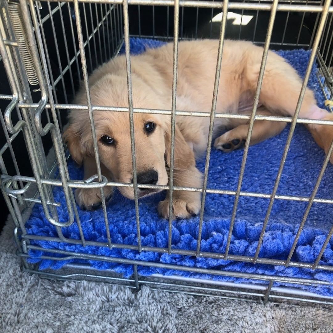 We are happy to share that our 10-week-old puppy with parvo was able to rally with the help of amazing medical care! This little girl has left the hospital and is now in a foster home. Way to go little one! 

<a target='_blank' href='https://www.instagram.com/explore/tags/fetchinretrieversrescue/'>#fetchinretrieversrescue</a> <a target='_blank' href='https://www.instagram.com/explore/tags/dogrescue/'>#dogrescue</a>
<a target='_blank' href='https://www.instagram.com/explore/tags/goldenretrieverpuppy/'>#goldenretrieverpuppy</a> 
<a target='_blank' href='https://www.instagram.com/explore/tags/dogtails/'>#dogtails</a> 
<a target='_blank' href='https://www.instagram.com/explore/tags/dogs/'>#dogs</a> 
<a target='_blank' href='https://www.instagram.com/explore/tags/pawsup/'>#pawsup</a> 
<a target='_blank' href='https://www.instagram.com/explore/tags/puppydog/'>#puppydog</a> 
<a target='_blank' href='https://www.instagram.com/explore/tags/fosterdog/'>#fosterdog</a> <a target='_blank' href='https://www.instagram.com/explore/tags/fosteringsaveslives/'>#fosteringsaveslives</a> <a target='_blank' href='https://www.instagram.com/explore/tags/rescuedismyfavoritebreed/'>#rescuedismyfavoritebreed</a> <a target='_blank' href='https://www.instagram.com/explore/tags/rescuedog/'>#rescuedog</a>