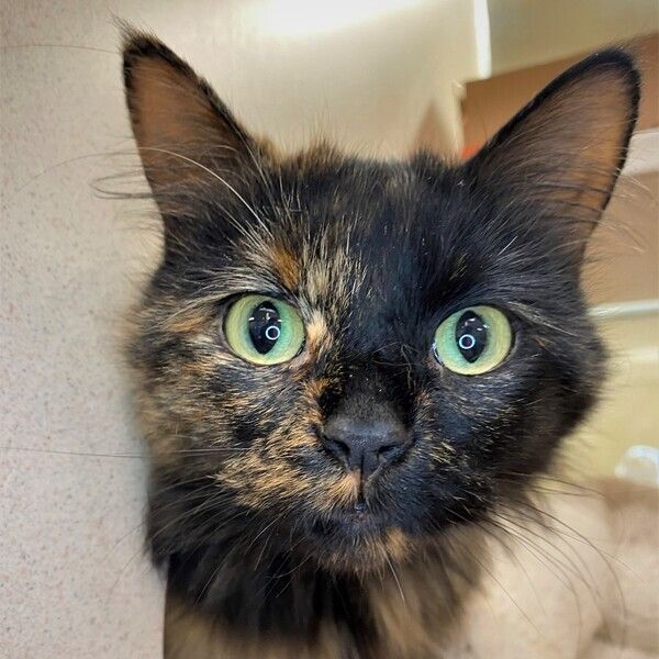 👀 👀 👀 👀

Meet Missy! 

Missy has her eyes on you, all the time.  This lady is anxiously waiting to lock eyes with her new family.  Come meet this pretty gal today! 

Interested in adopting?! Join our virtual line via Qless!
You can join the line starting at:
11am Tuesday-Friday &
10:30am Saturday & Sunday

To join the virtual line please visit:
https://loom.ly/twS-TUk