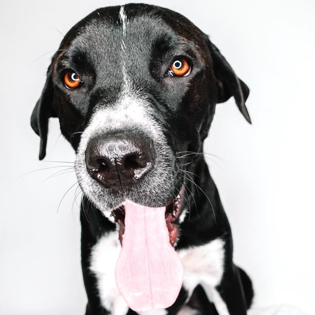 RETURN
Pretty brown eyes…Meet Travis! 😍

Travis is an angel, a complete gentleman! He may be large, but he is so calm. He never jumps on anyone and waits patiently for pets! However, he needs to have other dogs in the home- he loves being a part of a pack! He is completely housebroken, and will sleep in the crate, but he would prefer being closer to his people. He’s learning basic commands and has mastered leave it, stay and sit! He also loves children and has shown zero signs of aggression! Travis is a laid back dog, he doesn’t need a lot of activity, and he seems to like frequent naps! This boy is exactly what you’ve been looking for! ❣️
Age: 15 months
Estimated breed: Setter mix

My story: Hi, I’m Travis! I was recently returned! I am such a sweet guy. I love to play with other dogs! I dream of having furry friends in my forever home! I’m patient, calm, and kind. I am so excited to meet my forever person! Come get me! 😋

Travis is sleepover eligible! Apply at puppyhavenrescue.com/adopt/!