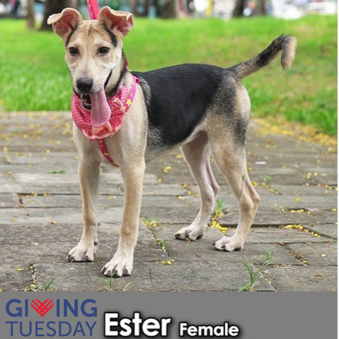 🐾FOSTER NEEDED🐾

Ester is a pretty girl who needs a quiet foster home with a secure yard or courtyard. We are still getting to know her so we are saying no kids. She is likely to be a flight risk so will need to be kept nice and secure.

Ester: Formosan Mountain Dog Mix, 9 months old, 34lbs. 

<a target='_blank' href='https://www.instagram.com/explore/tags/givingtuesday/'>#givingtuesday</a> is less than a week. We know often people want to help but can’t help financially. One way to help if you have time is by fostering a dog. We provide ALL of the supplies and you just need to give a deserving dog a warm home, full of love so they can get a chance to decompress and come out of their shell. Even 2 weeks makes a HUGE difference in a dogs life. Will you please give a dog a chance by fostering them? It will honestly change your life for the best, we promise♥️

Fostering is FREE! Supplies provided. 

Apply to Foster at DWB.pw/foster-app — existing applicants email Chloe.

Los Angeles
DogsWithoutBorders.org
<a target='_blank' href='https://www.instagram.com/explore/tags/dwbrescue/'>#dwbrescue</a> <a target='_blank' href='https://www.instagram.com/explore/tags/losangeles/'>#losangeles</a> <a target='_blank' href='https://www.instagram.com/explore/tags/fosterdog/'>#fosterdog</a> <a target='_blank' href='https://www.instagram.com/explore/tags/fosterme/'>#fosterme</a> <a target='_blank' href='https://www.instagram.com/explore/tags/fmd/'>#fmd</a> <a target='_blank' href='https://www.instagram.com/explore/tags/fosterneeded/'>#fosterneeded</a> <a target='_blank' href='https://www.instagram.com/explore/tags/formosanmountaindog/'>#formosanmountaindog</a> <a target='_blank' href='https://www.instagram.com/explore/tags/formosan/'>#formosan</a> <a target='_blank' href='https://www.instagram.com/explore/tags/formosanmountaindogmix/'>#formosanmountaindogmix</a> <a target='_blank' href='https://www.instagram.com/explore/tags/rescuedfromtaiwan/'>#rescuedfromtaiwan</a> <a target='_blank' href='https://www.instagram.com/explore/tags/doglovers/'>#doglovers</a> <a target='_blank' href='https://www.instagram.com/explore/tags/rescuedismyfavoritebreed/'>#rescuedismyfavoritebreed</a> <a target='_blank' href='https://www.instagram.com/explore/tags/rescuedogofinstagram/'>#rescuedogofinstagram</a> <a target='_blank' href='https://www.instagram.com/explore/tags/fosteringsaveslives/'>#fosteringsaveslives</a>