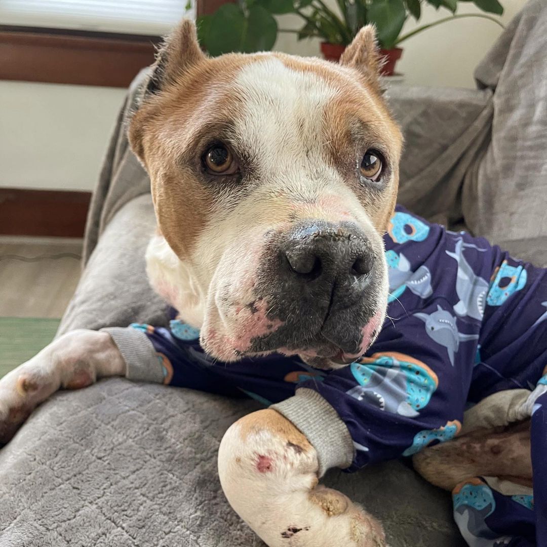 Hello Jax here! 👋 
So this was me at the dog beach today! I had a great time, meeting dogs and people, sniffing and running around… I truly have the BEST life. But my life wasn’t always this way.

Scroll through the pictures to see me around September 2020. I was at the shelter then, in a very very bad way, underweight, raw patches and sore enflamed paws, terribly infected ears, I was even peeing blood… I was on the list for euthanasia.

Live Love Animal Rescue helped me in the nick of time, and have been looking after me ever since. I’m in an amazing foster home and I’m very well loved, but… I will most likely need medical treatment for the rest of my life. 

After months of medical care, tests, blood work, medications, and further diagnostics, it was determined that the blood in my urine was a result of an inflamed prostate- as a matter of fact, they said my whole body was inflamed, as was evident in his skin as well. I was on medications for MRSP, a methicillin-resistant skin condition, as well fungal and bacterial infections for months. 
The humans told me these medicines are very expensive, so I know I’m a very lucky boy to have people taking care of me.

Today I am raising funds to help pay for my ongoing monthly medical costs. I know times are tough and I hate to ask, but if you can skip a coffee and throw a few bucks my way, boy I’d really appreciate it. And it means Live Love can try to help more dogs like me.
You can donate via Venmo: @liveloveanimalrescue 
Or PayPal: woof@liveloveanimalrescue.org

You can also click on the little fundraising button thing on this post 😊

I really am so thankful for all you kind humans for helping me live a healthy and happy life. Thank you so much! ❤️