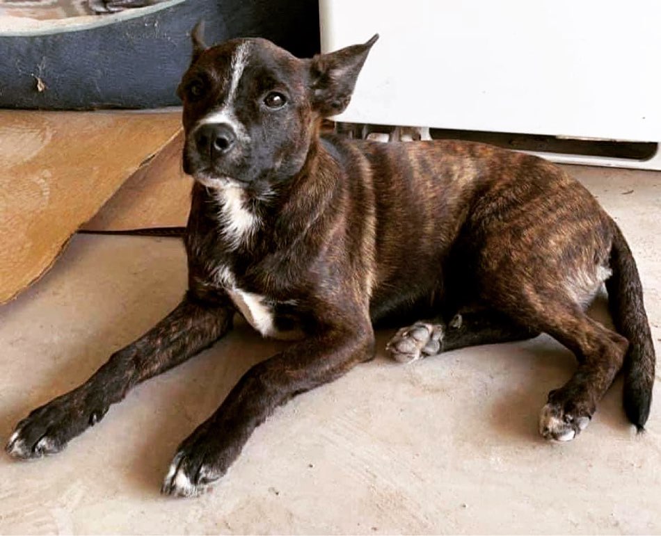 🌟 AVAILABLE 🌟- male mixed breed puppy 🐶 

Drako is a sweet 5 month old terrier mix of some sort, maybe with some chihuahua and dash of cattle dog. He weighs 17lbs and has a gorgeous brindle/white coat. This poor puppy was dumped from a car on a highway in south Texas. Luckily some kind people picked him up and reached out to one of our fosters. He will likely stay small/medium in size as an adult, but we can not guarantee breed or adult size. He is a little shy, but warms up nicely and LOVES to play. He has been great with other dogs and would likely do well with kitties too. Due to his smaller size we are looking for a home with children aged 10yrs+ or no children. This pup is still in Texas, but will be in PA and available to fo to his forever home on 12/3. If you believe Drako would be a fit for your home/family please use the link below to submit an application. 

Adoption Application:
https://airtable.com/shr305FuyR4v4JWQb

Petfinder Link: https://www.petfinder.com/dog/drako-id-number-579-53637872/pa/blue-bell/furry-tales-animal-rescue-pa1105/

Website Link: https://furrytalesrescue.wixsite.com/home

PLEASE note that we are a 100% volunteer foster-based rescue. It may take a few days or up to 1-2 weeks to hear back from us. 

** We are based out of Blue Bell, PA. We allow adoptions to PA, NJ, MD, DE, VA, WV, CT and NY. At this time we do not adopt out to homes who are over ~200 miles from our location. **

<a target='_blank' href='https://www.instagram.com/explore/tags/dog/'>#dog</a> <a target='_blank' href='https://www.instagram.com/explore/tags/puppy/'>#puppy</a> <a target='_blank' href='https://www.instagram.com/explore/tags/rescuedogsofinstagram/'>#rescuedogsofinstagram</a> <a target='_blank' href='https://www.instagram.com/explore/tags/rescuepuppy/'>#rescuepuppy</a> <a target='_blank' href='https://www.instagram.com/explore/tags/thrownout/'>#thrownout</a> <a target='_blank' href='https://www.instagram.com/explore/tags/abandoned/'>#abandoned</a> <a target='_blank' href='https://www.instagram.com/explore/tags/dumped/'>#dumped</a> <a target='_blank' href='https://www.instagram.com/explore/tags/leftfordead/'>#leftfordead</a> <a target='_blank' href='https://www.instagram.com/explore/tags/adoptme/'>#adoptme</a> <a target='_blank' href='https://www.instagram.com/explore/tags/chihuahua/'>#chihuahua</a> <a target='_blank' href='https://www.instagram.com/explore/tags/terriermix/'>#terriermix</a> <a target='_blank' href='https://www.instagram.com/explore/tags/cattledog/'>#cattledog</a> <a target='_blank' href='https://www.instagram.com/explore/tags/puppyoftheday/'>#puppyoftheday</a> <a target='_blank' href='https://www.instagram.com/explore/tags/terrierpuppy/'>#terrierpuppy</a> <a target='_blank' href='https://www.instagram.com/explore/tags/terrierlove/'>#terrierlove</a>
