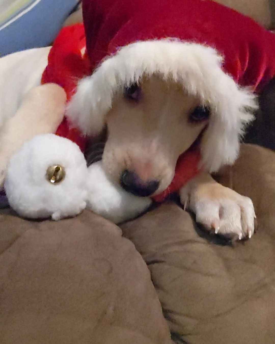 Butters is having a great time getting ready to deliver presents for Christmas 🤣🥰

💕
Get your applications in!
https://www.causendogrescue.org/adoption-application.html 
🐾
💕
🐾
We only do meet and greets for approved applications.

Adoption fee is $250.

All dogs will be Up-to-date on Shots, worming, Spayed/Neutered and Microchipped.  We will also do random, periodic vet checks to ensure all dogs adopted from us continue to have the best care.  We will check for any follow up visits needed and that they are on a monthly Heartworm Prevention.

If you rent or own a home, we prefer you to have a fenced in yard. 

Apartment living is also ok but prefer a fenced in area if close to the road.
All adults in the home will need to know they are getting a dog and will need to sign the adoption agreement.
We do not adopt to college students with multiple roommates. 
Military will need to provide a backup plan.
We require all pets in the home to be spay and/or neutered. Because too many dogs are being killed, due to there not being enough homes per dog in need. Only the lucky ones end up here.