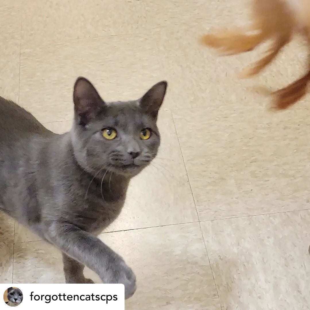 What a handsome stud!that just arrived at the Christiana PetSmart💙💙@forgottencatscps 

Adopt handsome STEELO! Apply online using link in bio or in person at Christiana Petsmart. 🐈‍⬛💙🐈‍⬛💙<a target='_blank' href='https://www.instagram.com/explore/tags/forgottencatschristiana/'>#forgottencatschristiana</a> <a target='_blank' href='https://www.instagram.com/explore/tags/forgottencats/'>#forgottencats</a> <a target='_blank' href='https://www.instagram.com/explore/tags/catsofinstagram/'>#catsofinstagram</a>