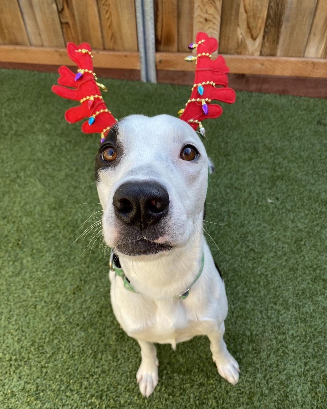 Bring cheer and joy to your family by helping a homeless dog find their new home this holiday season. 🐾💓 The sweet pups at Greenhill are ready to warm your couch and your heart, help make memories, & be the best co-pilots for life’s adventures! Adoption fees for all adult dogs (1 year and older) will be discounted by $50 during our Home for the Holidays promotion so adopters can spoil their new addition. Visit www.green-hill.org/adopt_dog to learn more about the lovable canines ready for their forever family.