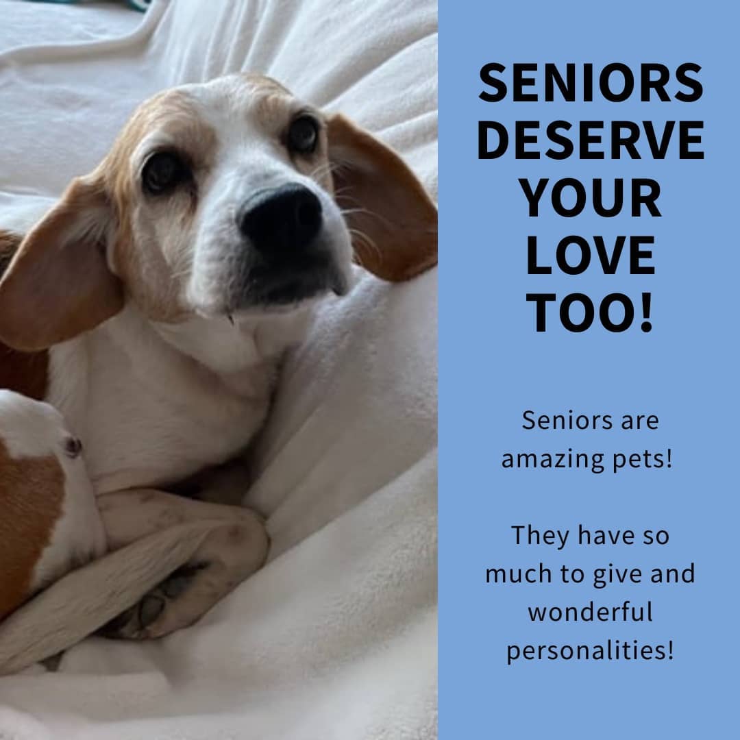 Happy Adopt-A-Senior-Pet Month! Senior pets are great additions to your family and will make your life better, if you give them the chance! 🥰

Adoptable Amira, Thelma, and Enzo and Einstein (bonded) are ready to adventure, snuggle, and love you for the rest of their lives! ❤️ Interested in adopting them? More information at link in bio! 🐾

<a target='_blank' href='https://www.instagram.com/explore/tags/AdoptaSeniorPetMonth/'>#AdoptaSeniorPetMonth</a> <a target='_blank' href='https://www.instagram.com/explore/tags/AdoptAmira/'>#AdoptAmira</a> <a target='_blank' href='https://www.instagram.com/explore/tags/AdoptEnzo/'>#AdoptEnzo</a> <a target='_blank' href='https://www.instagram.com/explore/tags/AdoptThelma/'>#AdoptThelma</a> <a target='_blank' href='https://www.instagram.com/explore/tags/AdoptEinstein/'>#AdoptEinstein</a> <a target='_blank' href='https://www.instagram.com/explore/tags/AdoptEnzoandEinstein/'>#AdoptEnzoandEinstein</a> <a target='_blank' href='https://www.instagram.com/explore/tags/AdoptMe/'>#AdoptMe</a> <a target='_blank' href='https://www.instagram.com/explore/tags/AdoptUs/'>#AdoptUs</a> <a target='_blank' href='https://www.instagram.com/explore/tags/AdoptaSenior/'>#AdoptaSenior</a> <a target='_blank' href='https://www.instagram.com/explore/tags/Senior/'>#Senior</a> <a target='_blank' href='https://www.instagram.com/explore/tags/dogsofdc/'>#dogsofdc</a> <a target='_blank' href='https://www.instagram.com/explore/tags/dcdogs/'>#dcdogs</a> <a target='_blank' href='https://www.instagram.com/explore/tags/fureverfamily/'>#fureverfamily</a> <a target='_blank' href='https://www.instagram.com/explore/tags/adoption/'>#adoption</a> <a target='_blank' href='https://www.instagram.com/explore/tags/AdoptDontShop/'>#AdoptDontShop</a> <a target='_blank' href='https://www.instagram.com/explore/tags/SaveLives/'>#SaveLives</a>