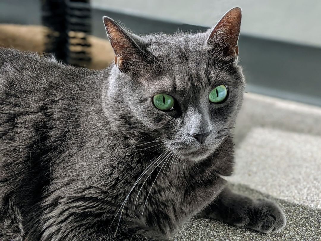 <a target='_blank' href='https://www.instagram.com/explore/tags/PetsoftheWeek/'>#PetsoftheWeek</a> 

🎉 HAPPY BIRTHDAY, NIKITA! 🎉 

Nikita just turned 7 years old, and we're celebrating all things Nikita. Now, we try not to focus on a cat's looks around here, but get a load of those eyes! They're stunning. Nikita has the best eyes EVER, and we know that's true cuz we took a poll. 😉 

Nikita's birthday wish is to meet that special someone who will sweep her off her feet and give her the glorious new beginning she deserves, a home of her very own, with lots of yummy treats, big sunny spots to lounge in, a comfy window perch, and a person who will adore her just as much as she adores them. 

Nikita wants to be the queen of the castle 🏰, and she prefers to rule over adults only. This beauty will reward your kindnesses with a life of love, purrs, and biscuits. Email 📨adoption@wilco.org to meet her today!

<a target='_blank' href='https://www.instagram.com/explore/tags/sheltercats/'>#sheltercats</a> <a target='_blank' href='https://www.instagram.com/explore/tags/catsofinstagram/'>#catsofinstagram</a> <a target='_blank' href='https://www.instagram.com/explore/tags/catsofig/'>#catsofig</a> <a target='_blank' href='https://www.instagram.com/explore/tags/kittensofinstagram/'>#kittensofinstagram</a> <a target='_blank' href='https://www.instagram.com/explore/tags/kittensofig/'>#kittensofig</a> <a target='_blank' href='https://www.instagram.com/explore/tags/centraltexas/'>#centraltexas</a> <a target='_blank' href='https://www.instagram.com/explore/tags/williamsoncountytx/'>#williamsoncountytx</a> <a target='_blank' href='https://www.instagram.com/explore/tags/georgetowntx/'>#georgetowntx</a> <a target='_blank' href='https://www.instagram.com/explore/tags/cedarparktx/'>#cedarparktx</a> <a target='_blank' href='https://www.instagram.com/explore/tags/huttotx/'>#huttotx</a> <a target='_blank' href='https://www.instagram.com/explore/tags/leandertx/'>#leandertx</a> <a target='_blank' href='https://www.instagram.com/explore/tags/roundrocktx/'>#roundrocktx</a> <a target='_blank' href='https://www.instagram.com/explore/tags/austintx/'>#austintx</a>