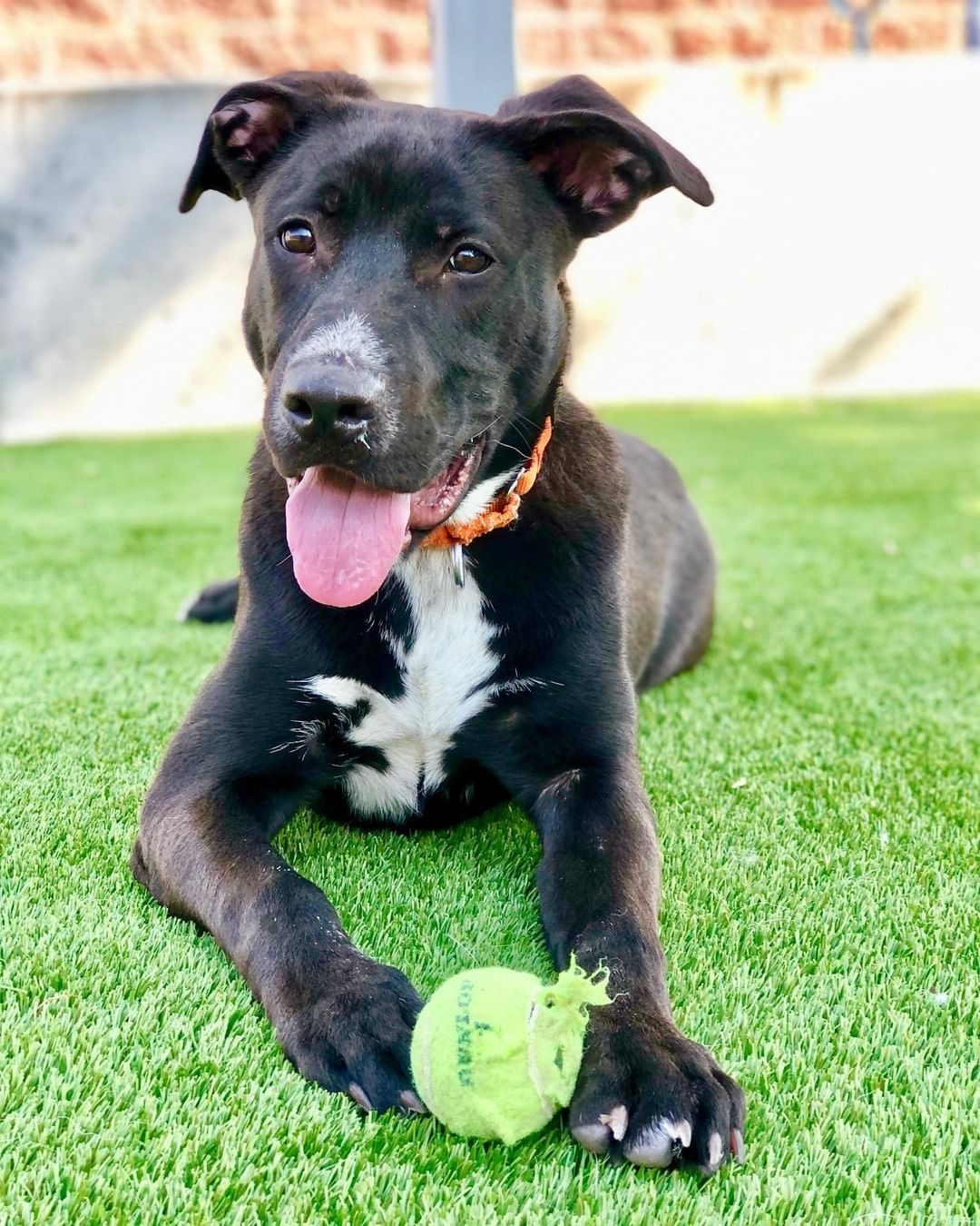 Conner is a  youngster through and through! Life is a party and Conner wants to be in attendance! Growing up in a shelter is tough for a young guy, and he has been waiting for a while. Conner would do best with a  home that is willing to give him the training and structure he craves. He loves toys, snacks, playing and is looking for a home that will help him reach his full potential and be the best boy he can be!

Connor is a 7 Month old, Neutered Male ,Labrador Retriever, Mixed Breed.
Here's what we know about him:

*Very smart
*Loves Toys
*Loves Treats
*Active/Athletic
*Good with other dogs
*Walks well on a leash
*Confident
*Affectionate
*Refresher on Manners
*Home with kids 12 and older.

