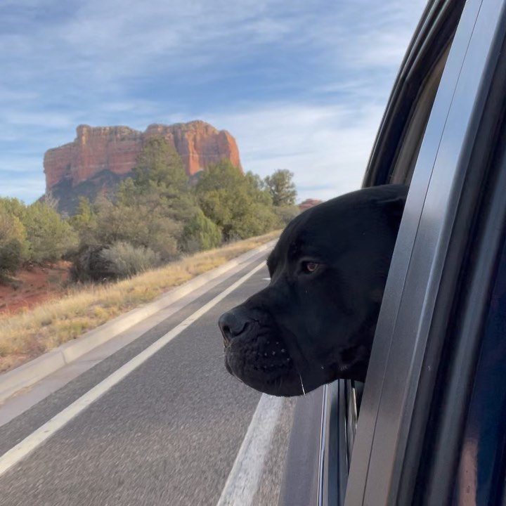 Greetings from Flash Gordon!🏜

Is Flash not the most handsome adventure pup you’ve ever seen?! It’s the boots for me 😉

If you’re looking for a super cool dog to take on adventures, hikes, and camping trips, Flash is your guy! He’s been on lots of trips with his wonderful foster fam and he’s so ready to start making those memories with his forever family.

Flash is a 1.5-year-old AmStaff who weighs about 79 pounds. He’s house trained, good with other dogs and older kids. He’s a super happy boy who’s impossible to resist once you see him. Seriously, pics don’t do Flash justice!

When people see him in person they’re like 🤯🤯🤯

Fun fact: his foster mama had a hard time finding booties that fit him right cause his front paws are like bear paws and his back paws itty bitty 🤣

Let’s find Flash a forever home for the holidays 🎄 If you’re interested in adopting, please fill out an application on our website thelittlereddog.org or click the link in our bio to get started ❤️