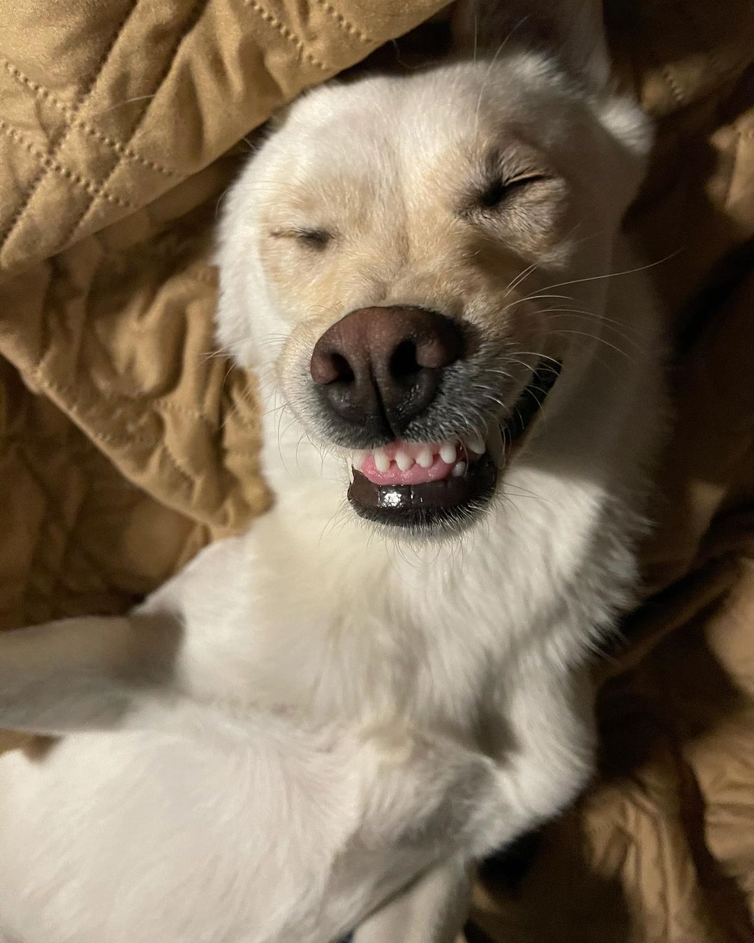 Ever wonder what a dog is thinking when they dream? Well I think Nakita is thinking about Boys 🤣 she’s come a long long way. Keep smiling princess we love you.