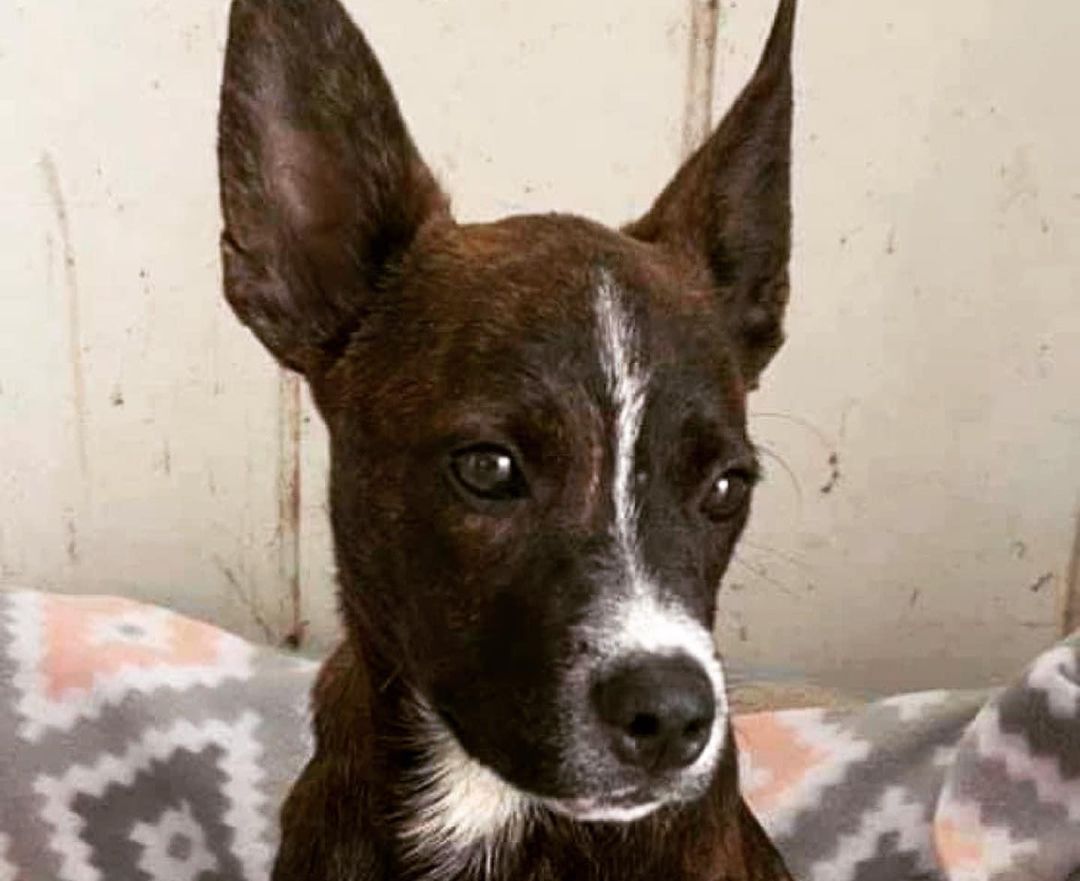 🌟 AVAILABLE 🌟- male mixed breed puppy 🐶 

Drako is a sweet 5 month old terrier mix of some sort, maybe with some chihuahua and dash of cattle dog. He weighs 17lbs and has a gorgeous brindle/white coat. This poor puppy was dumped from a car on a highway in south Texas. Luckily some kind people picked him up and reached out to one of our fosters. He will likely stay small/medium in size as an adult, but we can not guarantee breed or adult size. He is a little shy, but warms up nicely and LOVES to play. He has been great with other dogs and would likely do well with kitties too. Due to his smaller size we are looking for a home with children aged 10yrs+ or no children. This pup is still in Texas, but will be in PA and available to fo to his forever home on 12/3. If you believe Drako would be a fit for your home/family please use the link below to submit an application. 

Adoption Application:
https://airtable.com/shr305FuyR4v4JWQb

Petfinder Link: https://www.petfinder.com/dog/drako-id-number-579-53637872/pa/blue-bell/furry-tales-animal-rescue-pa1105/

Website Link: https://furrytalesrescue.wixsite.com/home

PLEASE note that we are a 100% volunteer foster-based rescue. It may take a few days or up to 1-2 weeks to hear back from us. 

** We are based out of Blue Bell, PA. We allow adoptions to PA, NJ, MD, DE, VA, WV, CT and NY. At this time we do not adopt out to homes who are over ~200 miles from our location. **

<a target='_blank' href='https://www.instagram.com/explore/tags/dog/'>#dog</a> <a target='_blank' href='https://www.instagram.com/explore/tags/puppy/'>#puppy</a> <a target='_blank' href='https://www.instagram.com/explore/tags/rescuedogsofinstagram/'>#rescuedogsofinstagram</a> <a target='_blank' href='https://www.instagram.com/explore/tags/rescuepuppy/'>#rescuepuppy</a> <a target='_blank' href='https://www.instagram.com/explore/tags/thrownout/'>#thrownout</a> <a target='_blank' href='https://www.instagram.com/explore/tags/abandoned/'>#abandoned</a> <a target='_blank' href='https://www.instagram.com/explore/tags/dumped/'>#dumped</a> <a target='_blank' href='https://www.instagram.com/explore/tags/leftfordead/'>#leftfordead</a> <a target='_blank' href='https://www.instagram.com/explore/tags/adoptme/'>#adoptme</a> <a target='_blank' href='https://www.instagram.com/explore/tags/chihuahua/'>#chihuahua</a> <a target='_blank' href='https://www.instagram.com/explore/tags/terriermix/'>#terriermix</a> <a target='_blank' href='https://www.instagram.com/explore/tags/cattledog/'>#cattledog</a> <a target='_blank' href='https://www.instagram.com/explore/tags/puppyoftheday/'>#puppyoftheday</a> <a target='_blank' href='https://www.instagram.com/explore/tags/terrierpuppy/'>#terrierpuppy</a> <a target='_blank' href='https://www.instagram.com/explore/tags/terrierlove/'>#terrierlove</a>