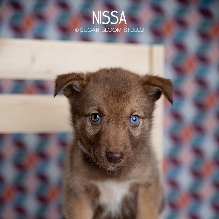 Say hello to our little friends! 

Meet Mama Nyke & her amazingly cute puppies.  They are guessed to be Shepherd mixes & are almost ready for their forever families. 

It doesn't get much cuter than this! 

Please note that homeownership is required!

👇👇SUBMIT AN APPLICATION HERE: 👇👇
https://2babrescue.org/adoption-fees-info
.
.
.
<a target='_blank' href='https://www.instagram.com/explore/tags/2babr/'>#2babr</a> <a target='_blank' href='https://www.instagram.com/explore/tags/2blondesallbreedrescue/'>#2blondesallbreedrescue</a> <a target='_blank' href='https://www.instagram.com/explore/tags/colorado/'>#colorado</a> <a target='_blank' href='https://www.instagram.com/explore/tags/denver/'>#denver</a> <a target='_blank' href='https://www.instagram.com/explore/tags/coloradorescue/'>#coloradorescue</a> <a target='_blank' href='https://www.instagram.com/explore/tags/adoptdontshop/'>#adoptdontshop</a> <a target='_blank' href='https://www.instagram.com/explore/tags/shepherds/'>#shepherds</a> <a target='_blank' href='https://www.instagram.com/explore/tags/puppiesofinstagram/'>#puppiesofinstagram</a> <a target='_blank' href='https://www.instagram.com/explore/tags/instacute/'>#instacute</a>