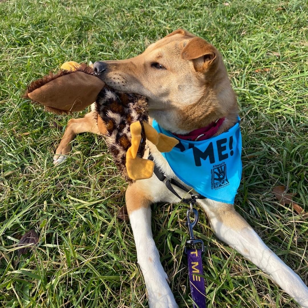 FLOSSIE-- 10mo Shar-pei mix
Don't you want to boop this nose?!
*Loves people + Housebroken + cuddly*

Let's get Flossie adopted! https://caspca.org/adopt/adopt-a-dog/