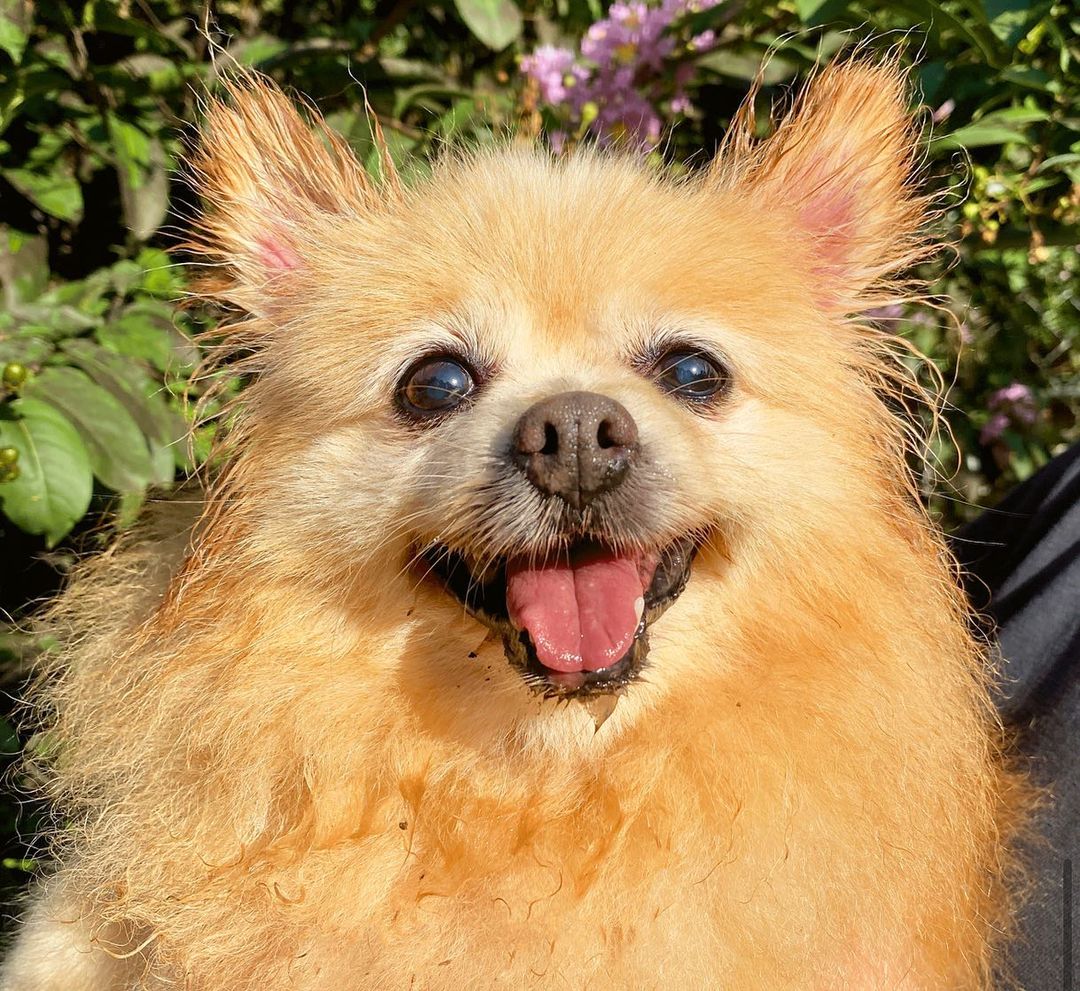 Maxine is a beautiful gentle senior Pomeranian. Her rescuer looked and looked for her owner but no one answered. The rescuer knew she had health concerns and brought her to AAR. Our Vet determined that she needed specialty care and we took her to Texas A&M Veterinary Teaching Hospital. Maxine’s diagnosis was Tracheal Collapse and a tracheal stent was placed on 9/29/21. She is doing well in her foster home. She will need continued vet care, daily medication, and limited activity. Maxine is just looking for lots of love and attention. She'd love to sit with you while watching TV or reading. Hanging out in a quiet environment is her dream home. Are you the special adopter to provide Maxine with the caring home she deserves?

Maxine is in a foster home so visitation at AAR is by appointment only. Please email dogadoptteam.org to schedule an appointment to meet Maxine.  If you would like additional information on what Maxine will require, contact us at: dogadoptteam@aartexas.com.  <a target='_blank' href='https://www.instagram.com/explore/tags/abandonedanimalrescue/'>#abandonedanimalrescue</a> <a target='_blank' href='https://www.instagram.com/explore/tags/givingpawsahelpinghand/'>#givingpawsahelpinghand</a> <a target='_blank' href='https://www.instagram.com/explore/tags/dogsofaar/'>#dogsofaar</a> <a target='_blank' href='https://www.instagram.com/explore/tags/pupper/'>#pupper</a> <a target='_blank' href='https://www.instagram.com/explore/tags/doggo/'>#doggo</a> <a target='_blank' href='https://www.instagram.com/explore/tags/rescue/'>#rescue</a> <a target='_blank' href='https://www.instagram.com/explore/tags/rescuedogs/'>#rescuedogs</a> <a target='_blank' href='https://www.instagram.com/explore/tags/shelterdog/'>#shelterdog</a> <a target='_blank' href='https://www.instagram.com/explore/tags/happydog/'>#happydog</a> <a target='_blank' href='https://www.instagram.com/explore/tags/gooddoggo/'>#gooddoggo</a> <a target='_blank' href='https://www.instagram.com/explore/tags/lovedogs/'>#lovedogs</a> <a target='_blank' href='https://www.instagram.com/explore/tags/puppies/'>#puppies</a> <a target='_blank' href='https://www.instagram.com/explore/tags/adopt/'>#adopt</a> <a target='_blank' href='https://www.instagram.com/explore/tags/adoptdontshop/'>#adoptdontshop</a> <a target='_blank' href='https://www.instagram.com/explore/tags/adoptable/'>#adoptable</a> <a target='_blank' href='https://www.instagram.com/explore/tags/conroetx/'>#conroetx</a> <a target='_blank' href='https://www.instagram.com/explore/tags/springtx/'>#springtx</a> <a target='_blank' href='https://www.instagram.com/explore/tags/katytx/'>#katytx</a> <a target='_blank' href='https://www.instagram.com/explore/tags/cypresstx/'>#cypresstx</a> <a target='_blank' href='https://www.instagram.com/explore/tags/houston/'>#houston</a> <a target='_blank' href='https://www.instagram.com/explore/tags/magnoliachamberofcommerce/'>#magnoliachamberofcommerce</a> <a target='_blank' href='https://www.instagram.com/explore/tags/magnoliatx/'>#magnoliatx</a> <a target='_blank' href='https://www.instagram.com/explore/tags/thewoodlands/'>#thewoodlands</a> <a target='_blank' href='https://www.instagram.com/explore/tags/pomeranian/'>#pomeranian</a> <a target='_blank' href='https://www.instagram.com/explore/tags/seniordog/'>#seniordog</a> <a target='_blank' href='https://www.instagram.com/explore/tags/seniordogs/'>#seniordogs</a> <a target='_blank' href='https://www.instagram.com/explore/tags/seniordogsrock/'>#seniordogsrock</a> <a target='_blank' href='https://www.instagram.com/explore/tags/seniordogsrule/'>#seniordogsrule</a> <a target='_blank' href='https://www.instagram.com/explore/tags/specialneedspomeranian/'>#specialneedspomeranian</a>