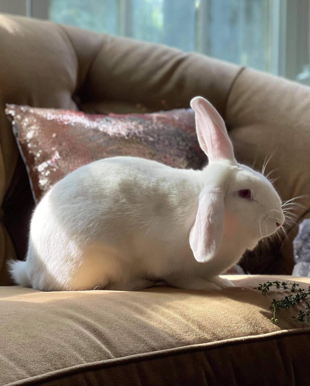 Did you know that different rabbit breeds have different personality and physical characteristics?

New Zealand Rabbits like Droopy, for example, are known for their calm, friendly, and relaxed nature. They make an outstanding companion for any family and are easy to handle! A full grown adult can weigh between 9-12 pounds making them true ✨gentle giants✨ They are also commonly referred to as 