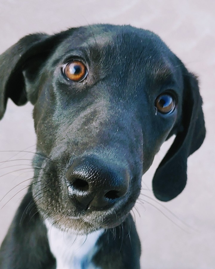 Woo Doggie! Look at what we have here! Just the cutest coonhound lab mix puppies that's what! And who can resist those cute puppy faces? We sure can't. These guys and gals would love to be your furr-ever dog ❤. 

Their adoption is $60 and includes everything we have to offer! <a target='_blank' href='https://www.instagram.com/explore/tags/takemehometonight/'>#takemehometonight</a> <a target='_blank' href='https://www.instagram.com/explore/tags/idontwannabealonetonight/'>#idontwannabealonetonight</a> <a target='_blank' href='https://www.instagram.com/explore/tags/adoptme/'>#adoptme</a> <a target='_blank' href='https://www.instagram.com/explore/tags/coonhoundpuppies/'>#coonhoundpuppies</a>! <a target='_blank' href='https://www.instagram.com/explore/tags/loveussomepuppies/'>#loveussomepuppies</a> <a target='_blank' href='https://www.instagram.com/explore/tags/naawa/'>#naawa</a> <a target='_blank' href='https://www.instagram.com/explore/tags/trinidadco/'>#trinidadco</a>