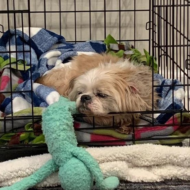 Yesterday we welcomed a new little Shih Tzu lad to the Haven! 🚕 🐾 🐕 

Chester is an adorable white and tan fellow who loves a cozy space to call his own. He is blind and has some hip issues so he tends to keep to himself but overall he's such a sweet guy. 

Chester takes Gabapentin to help with his arthritis pain and he will need his medication long term. This sweet boy will be fostered in Columbia, Maryland and does well with other dogs. 💙🐾🤍

✨ Welcome Chester! ✨

• PayPal.me/MirisHaven •

<a target='_blank' href='https://www.instagram.com/explore/tags/MirisHavenChester/'>#MirisHavenChester</a>
<a target='_blank' href='https://www.instagram.com/explore/tags/MirisHaven/'>#MirisHaven</a>
<a target='_blank' href='https://www.instagram.com/explore/tags/ShihtzuLovers/'>#ShihtzuLovers</a>
<a target='_blank' href='https://www.instagram.com/explore/tags/ColumbiaMD/'>#ColumbiaMD</a>
<a target='_blank' href='https://www.instagram.com/explore/tags/DMVDogs/'>#DMVDogs</a>