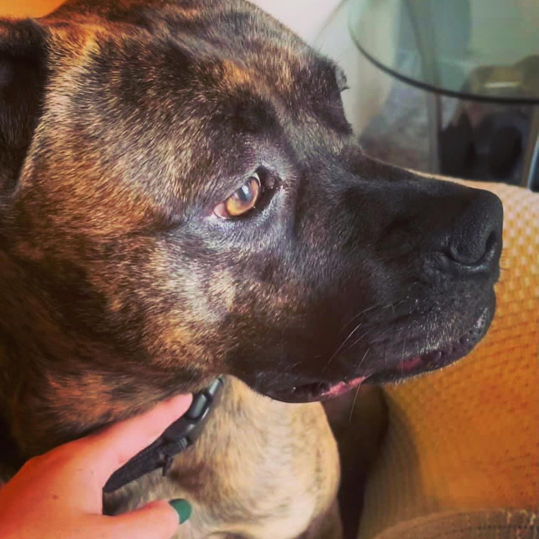 T H O S E  E Y E S 🤎🖤🤎🖤

Have you ever seen such gorgeous amber eyes? Or such a beautiful brindle coat? And can we tell you that this girl is super sweet and well mannered in addition to being this pretty? Why the heck is she still here?!

Martika is a 3 year old boxer mix and we are scratching our heads over here trying to figure out why she hasn’t been adopted. Is it because of her coloring or blocky head? We can assure you there’s only lean-in snuggles and sloppy tongue kisses from this pup, she doesn’t have an aggressive bone in her body despite how meaty she might look.

Martika spent some time in a foster home and was delightful - great on a leash, potty trained, well mannered and expert level couch snuggler. She also proved she’s a worthy patio companion and can hang at any dog-friendly establishment while you socialize with your human friends too! She is great with people and most dogs and only asks for head scratches in return. 

Martika also has her own highlight on our page! Her foster took over our Instagram stories recently, so if you are interested in this sweet girl be sure to scroll through much more information there. And, pleeeease, share this gentle gal with your friends and family so we might match her with her forever home soon. She is so deserving! 🤎🖤🤎🖤🤎

<a target='_blank' href='https://www.instagram.com/explore/tags/adoptme/'>#adoptme</a> <a target='_blank' href='https://www.instagram.com/explore/tags/boxermix/'>#boxermix</a> <a target='_blank' href='https://www.instagram.com/explore/tags/goodgirl/'>#goodgirl</a> <a target='_blank' href='https://www.instagram.com/explore/tags/brindle/'>#brindle</a> <a target='_blank' href='https://www.instagram.com/explore/tags/fosteringsaveslives/'>#fosteringsaveslives</a> <a target='_blank' href='https://www.instagram.com/explore/tags/dogsofstl/'>#dogsofstl</a> <a target='_blank' href='https://www.instagram.com/explore/tags/dogsofstlouis/'>#dogsofstlouis</a> <a target='_blank' href='https://www.instagram.com/explore/tags/rescuedog/'>#rescuedog</a> <a target='_blank' href='https://www.instagram.com/explore/tags/boxerrescue/'>#boxerrescue</a> <a target='_blank' href='https://www.instagram.com/explore/tags/sweetgirl/'>#sweetgirl</a> <a target='_blank' href='https://www.instagram.com/explore/tags/homefortheholidays/'>#homefortheholidays</a> <a target='_blank' href='https://www.instagram.com/explore/tags/foreverfamilyneeded/'>#foreverfamilyneeded</a> <a target='_blank' href='https://www.instagram.com/explore/tags/pickme/'>#pickme</a>