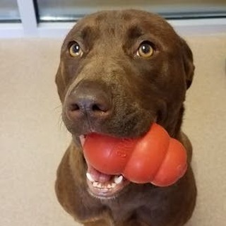 Looking for an interesting and rewarding job?  We are currently hiring for an Animal Welfare Specialist position at the Admissions & Assessment Center.  Visit either location to fill out an application! You can learn more about the position at : 
https://loom.ly/IE_yJZY

*this cutie has been adopted!