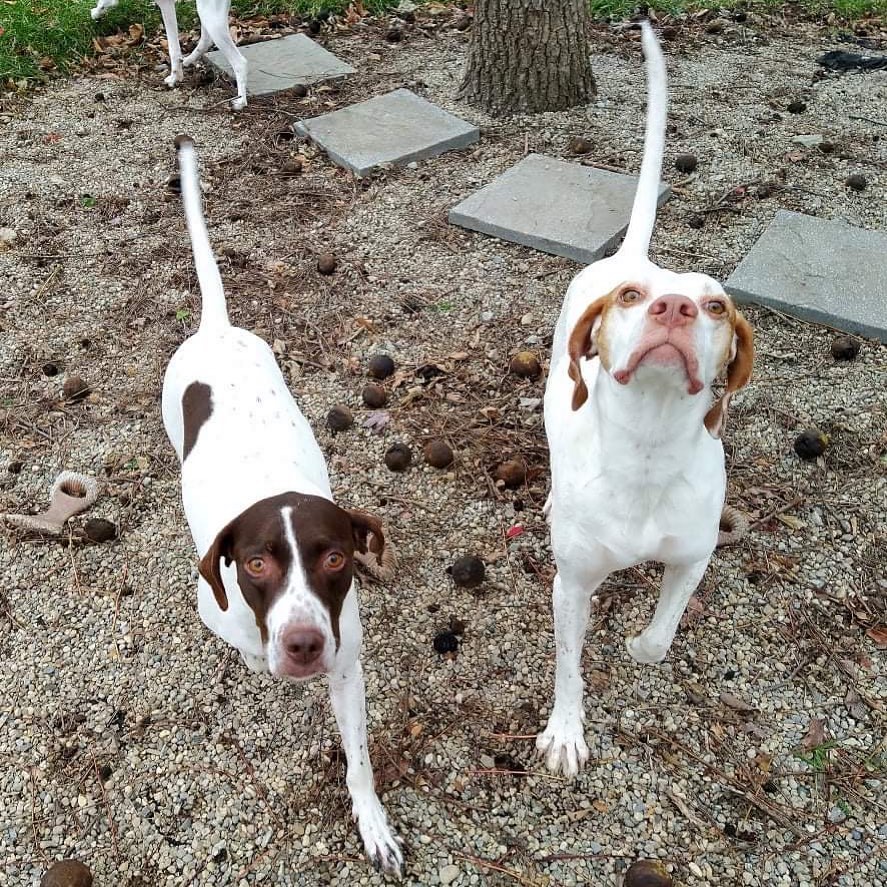 We ❤️ Subie (left) and you will, too! She would be so thankful to find her forever family. If that’s you, click the link in our profile to complete an adoption application. 
🐾
🐾
<a target='_blank' href='https://www.instagram.com/explore/tags/pointer/'>#pointer</a> <a target='_blank' href='https://www.instagram.com/explore/tags/dog/'>#dog</a> <a target='_blank' href='https://www.instagram.com/explore/tags/dogs/'>#dogs</a> <a target='_blank' href='https://www.instagram.com/explore/tags/adoptpurelove/'>#adoptpurelove</a> <a target='_blank' href='https://www.instagram.com/explore/tags/pointersofinstagram/'>#pointersofinstagram</a> <a target='_blank' href='https://www.instagram.com/explore/tags/apr/'>#apr</a> <a target='_blank' href='https://www.instagram.com/explore/tags/dogsofinstagram/'>#dogsofinstagram</a> <a target='_blank' href='https://www.instagram.com/explore/tags/tbt/'>#tbt</a>