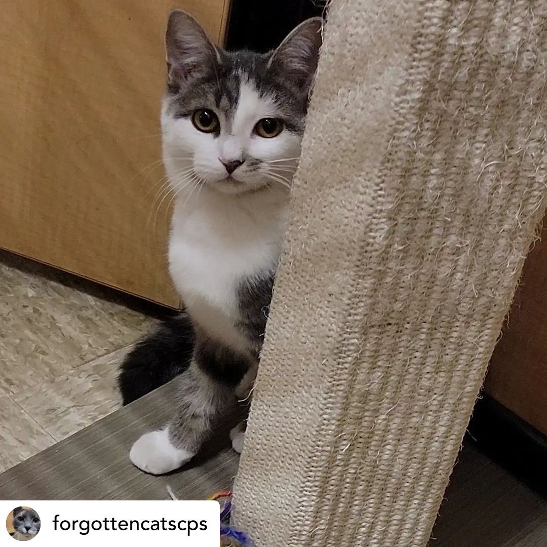 Wow!! Look at this gorgeous girl who just arrived at the Christiana PetSmart 😻💗😻💗 We’re in love with you SLINKY!!!

Apply online using link in bio or in person at Christiana Petsmart 💙<a target='_blank' href='https://www.instagram.com/explore/tags/forgottencatschristiana/'>#forgottencatschristiana</a> <a target='_blank' href='https://www.instagram.com/explore/tags/forgottencats/'>#forgottencats</a> <a target='_blank' href='https://www.instagram.com/explore/tags/catsofinstagram/'>#catsofinstagram</a>