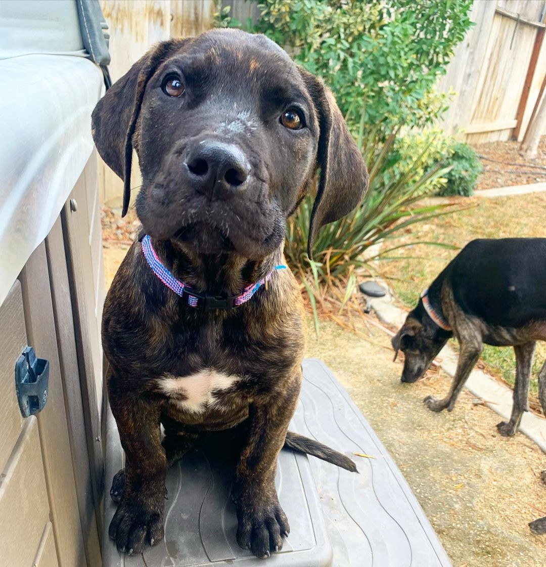 Vacaville Ca - Meet Dakota! Dakota is a 4 1/2 month old Mastiff mix who is very cuddly and playful! She is still a pup, so potty training schedule and teething toys are important. She is very food motivated and learning quickly to sit. She has some separation anxiety, so crate training is still her toughest hurdle. When left out, she hasn’t been destructive at all (although she will roam looking for snacks). Dakota loves dogs and would love a dog-friendly role model in the home; humans with XL breeds in mind or XL breed experience ideal. Learn more and apply at heartsforpawsrescue.com (link in bio)