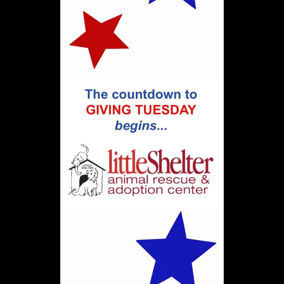 The holidays are almost upon us and there is no better time to think of others. Giving Tuesday is an annual global movement that inspires everyone around the world to unleash their own power of generosity. Millions of people in every country around the world will be participating and YOU can be a part of this too!

On Tuesday, November 30th, join in the quest for kindness and show Little Shelter's homeless cats and dogs your generosity. EVERY DONATION will be MATCHED up to $200,000 — so your gift will go twice as far! 

Your support allows us to rescue, rehabilitate, and rehome thousands of puppies, dogs, cats, and kittens. Where they see no hope of a future, Little Shelter steps in and shows them the light. Won't you be their beacon of hope this <a target='_blank' href='https://www.instagram.com/explore/tags/GivingTuesday/'>#GivingTuesday</a>? 
Please visit link 👇🏼
Give here 🐾  https://www.littleshelter.org/donate <a target='_blank' href='https://www.instagram.com/explore/tags/givingtuesday/'>#givingtuesday</a> <a target='_blank' href='https://www.instagram.com/explore/tags/support/'>#support</a> <a target='_blank' href='https://www.instagram.com/explore/tags/donate/'>#donate</a> <a target='_blank' href='https://www.instagram.com/explore/tags/littleshelteranimalrescue/'>#littleshelteranimalrescue</a> <a target='_blank' href='https://www.instagram.com/explore/tags/94years/'>#94years</a> <a target='_blank' href='https://www.instagram.com/explore/tags/savinglives/'>#savinglives</a> <a target='_blank' href='https://www.instagram.com/explore/tags/huntington/'>#huntington</a> <a target='_blank' href='https://www.instagram.com/explore/tags/longisland/'>#longisland</a> <a target='_blank' href='https://www.instagram.com/explore/tags/sagharbor/'>#sagharbor</a> <a target='_blank' href='https://www.instagram.com/explore/tags/southampton/'>#southampton</a> <a target='_blank' href='https://www.instagram.com/explore/tags/longisland/'>#longisland</a> <a target='_blank' href='https://www.instagram.com/explore/tags/nyc/'>#nyc</a>