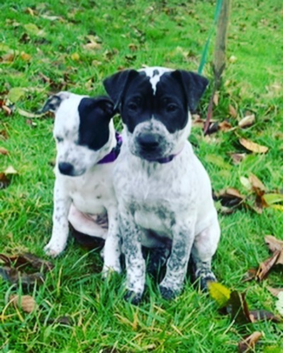 Stevie is a 3 month old Heeler mix looking for his forever home! Stevie is the largest of his litter and full of personality! His favorite thing to do is snuggle at your feet with a chew toy. 🥰 Please email adoptions@nwkare.org. No apartments please - fenced in yard required.