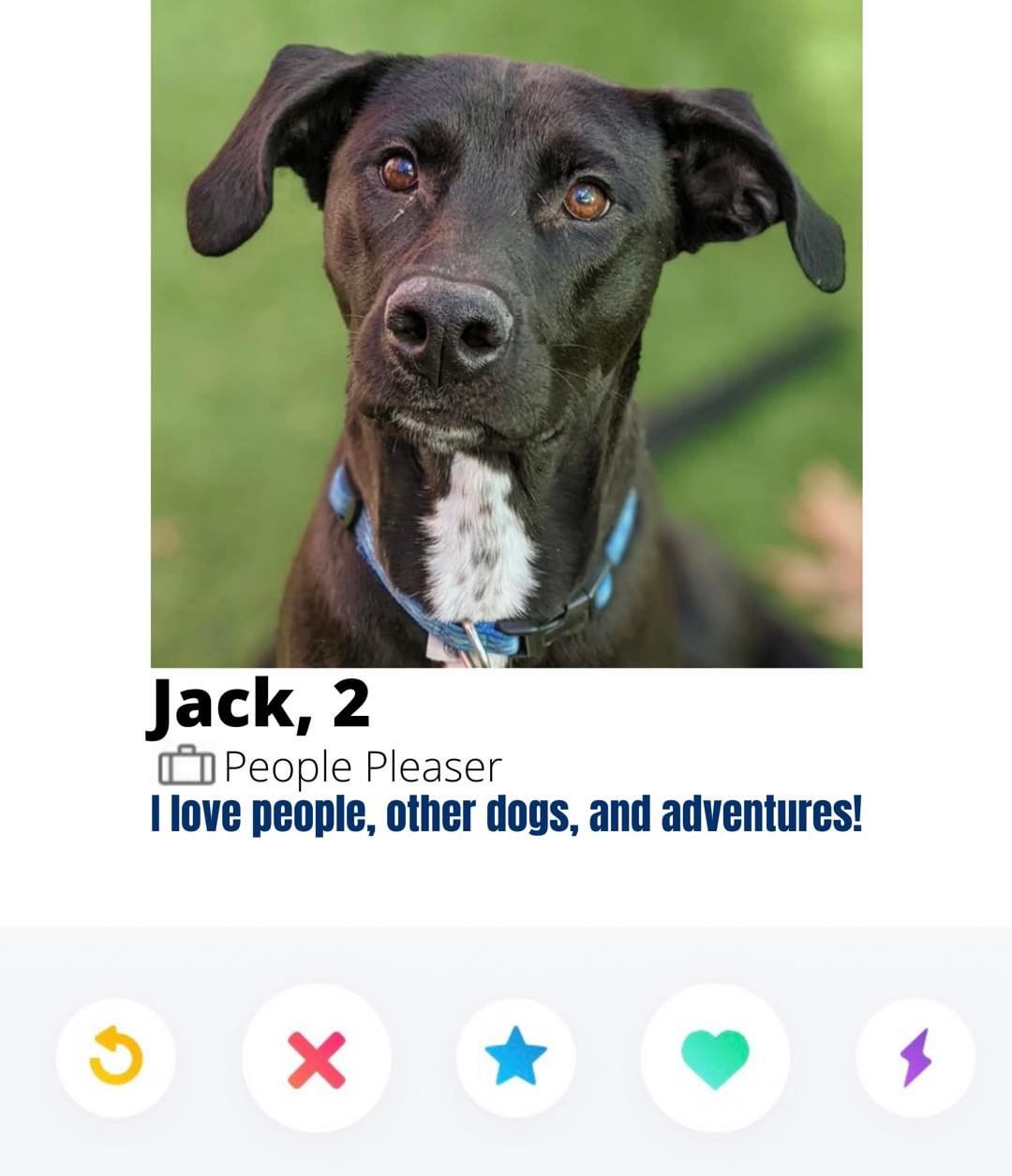 Hey y’all!

About me:

My name is Jack and I am from South Carolina! I absolutely adore people and would love to have some of my own some day! I get along well with dogs and I am even cat friendly. I wouldn’t mind a family that would bring me on all their adventures and show me what this beautiful world has to offer! 

🐾Please share🐾

<a target='_blank' href='https://www.instagram.com/explore/tags/darbsterdoggy/'>#darbsterdoggy</a> <a target='_blank' href='https://www.instagram.com/explore/tags/darbsterfoundation/'>#darbsterfoundation</a> <a target='_blank' href='https://www.instagram.com/explore/tags/opttoadopt/'>#opttoadopt</a> <a target='_blank' href='https://www.instagram.com/explore/tags/rescuedogsofinstagram/'>#rescuedogsofinstagram</a> <a target='_blank' href='https://www.instagram.com/explore/tags/rescuedismyfavoritebreed/'>#rescuedismyfavoritebreed</a>