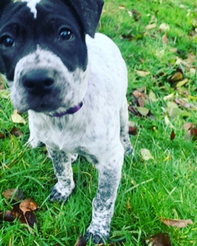 Stevie is a 3 month old Heeler mix looking for his forever home! Stevie is the largest of his litter and full of personality! His favorite thing to do is snuggle at your feet with a chew toy. 🥰 Please email adoptions@nwkare.org. No apartments please - fenced in yard required.