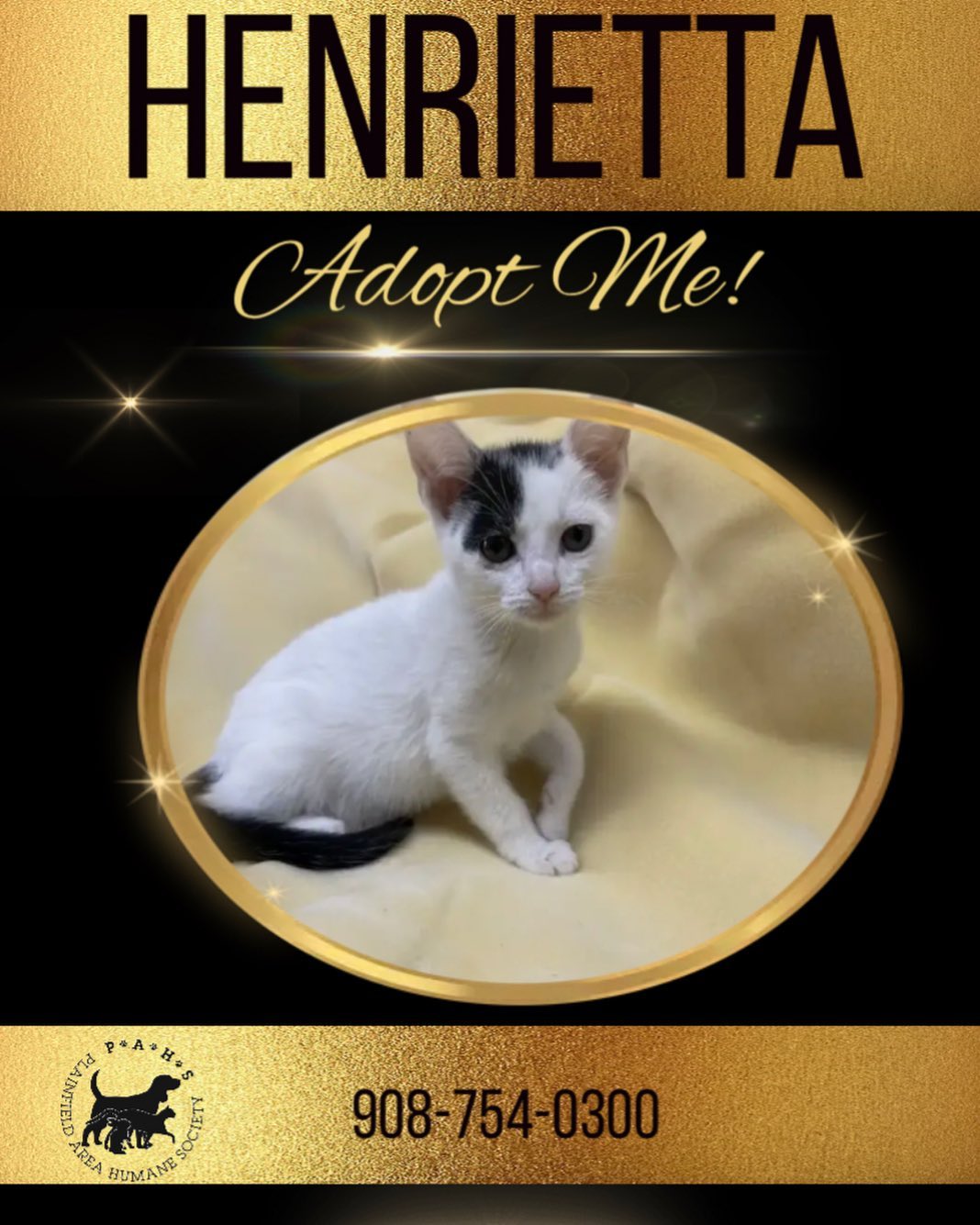 Come meet this little royal lady, Henrietta. She is very affectionate and playful. She is ready for her furever home! <a target='_blank' href='https://www.instagram.com/explore/tags/adoptdontshop/'>#adoptdontshop</a> <a target='_blank' href='https://www.instagram.com/explore/tags/rescuedismyfavoritebreed/'>#rescuedismyfavoritebreed</a> <a target='_blank' href='https://www.instagram.com/explore/tags/catsofinstagram/'>#catsofinstagram</a> <a target='_blank' href='https://www.instagram.com/explore/tags/kittensofinstagram/'>#kittensofinstagram</a> <a target='_blank' href='https://www.instagram.com/explore/tags/givingtuesday/'>#givingtuesday</a>