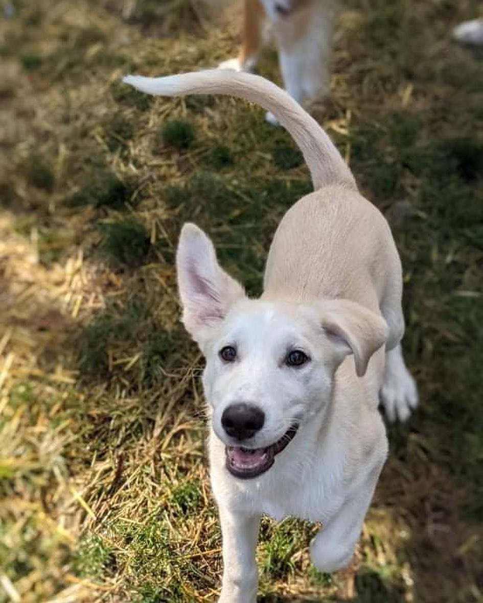 Meet Rory!
🐾Female
🐾Age: DOB: 7/18/2021
🐾Weight: 35 lbs and growing!
🐾Breed: Labrador Retriever mix
🍁
Hey there, I’m Rory! I’m a very shy girl who is looking for a loving forever home! I can be very timid when I meet new people and will need someone with experience and patience and lots of love! When I entered the rescue, my siblings and I were all sick with distemper. Unfortunately, I lost two of my siblings from that terrible disease. As a result of us all being sick, we have not had the opportunity to socialize with other humans as often as we would like. Distemper is a highly contagious virus which could potentially have long term effects for any survivors which could include involuntary tics, twitches or muscle spasms to lack of balance and/or coordination. Survivors also can live long, happy and healthy lives and I like to think I am one of the lucky ones!
☀️
I am picking up on basic commands such as house training and crate training and I am still working on my leash training skills. I will require a fenced in yard in my forever home along with a furry buddy who is willing to play and have a good time with me! I think having a furry sibling will not only help me come out of my shell quicker but will also help me build my confidence! Although I do well in my crate at night time, I have been known to cry for a bit of time when my foster family leaves for errands. For that reason, I would not do well in an apartment style setting; I would hate to disturb any neighbors! I have lots of energy to burn! 
🎾
Some of my favorite activities include playing tug-o-war with rope toys, chasing tennis balls around the fenced in yard, playing chase with my furry friends and so much more! After a good bit of play time, I will snuggle up on the couch next to you or in my comfy bed for a nap. I am sure I would make for a good hiking buddy!
❤️
If you are interested in meeting Rory, apply to adopt her at www.causeforcanines.org
Must have a flexible schedule to accommodate a puppy’s needs.
Adoption fee: $350
Must be an Ohio resident & 23 or older.
Children must be 5 or older.
No apartments.
Fenced yard required.