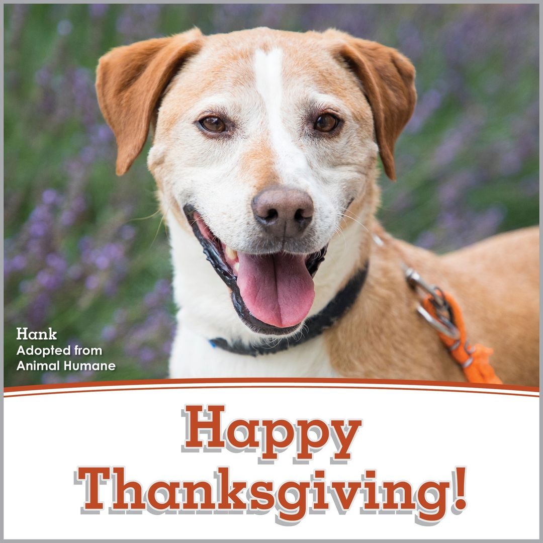 During this season of gratitude, let those you love know you are thinking of them & thankful for them by making a donation in their honor. Your thoughtful contribution will make a lasting difference for cats & dogs in need, and your loved one will receive a beautiful Thanksgiving E-card from Animal Humane. Send your e-card now at AnimalHumaneNM.org/HolidayCards or visit our link in bio & tap this image!⁠
.⁠
.⁠
.⁠
<a target='_blank' href='https://www.instagram.com/explore/tags/happythanksgiving/'>#happythanksgiving</a> <a target='_blank' href='https://www.instagram.com/explore/tags/thankful/'>#thankful</a> <a target='_blank' href='https://www.instagram.com/explore/tags/gratitude/'>#gratitude</a> <a target='_blank' href='https://www.instagram.com/explore/tags/grateful/'>#grateful</a> <a target='_blank' href='https://www.instagram.com/explore/tags/animalhumanenewmexico/'>#animalhumanenewmexico</a> <a target='_blank' href='https://www.instagram.com/explore/tags/animalhumanenm/'>#animalhumanenm</a> <a target='_blank' href='https://www.instagram.com/explore/tags/petlovers/'>#petlovers</a> <a target='_blank' href='https://www.instagram.com/explore/tags/ilovepets/'>#ilovepets</a> <a target='_blank' href='https://www.instagram.com/explore/tags/opttoadopt/'>#opttoadopt</a> <a target='_blank' href='https://www.instagram.com/explore/tags/adoptapet/'>#adoptapet</a> <a target='_blank' href='https://www.instagram.com/explore/tags/rescuepets/'>#rescuepets</a> <a target='_blank' href='https://www.instagram.com/explore/tags/rescues/'>#rescues</a> <a target='_blank' href='https://www.instagram.com/explore/tags/rescuedismyfavouritebreed/'>#rescuedismyfavouritebreed</a> <a target='_blank' href='https://www.instagram.com/explore/tags/adoptionsaveslives/'>#adoptionsaveslives</a> <a target='_blank' href='https://www.instagram.com/explore/tags/rescuecatsrock/'>#rescuecatsrock</a> <a target='_blank' href='https://www.instagram.com/explore/tags/spayneuter/'>#spayneuter</a> <a target='_blank' href='https://www.instagram.com/explore/tags/petrescue/'>#petrescue</a> <a target='_blank' href='https://www.instagram.com/explore/tags/furfamily/'>#furfamily</a> <a target='_blank' href='https://www.instagram.com/explore/tags/rescuecatsofinstagram/'>#rescuecatsofinstagram</a> <a target='_blank' href='https://www.instagram.com/explore/tags/adoptastray/'>#adoptastray</a>⁠ <a target='_blank' href='https://www.instagram.com/explore/tags/petfinder/'>#petfinder</a> <a target='_blank' href='https://www.instagram.com/explore/tags/rescuedog/'>#rescuedog</a> <a target='_blank' href='https://www.instagram.com/explore/tags/adoptdontshop/'>#adoptdontshop</a> <a target='_blank' href='https://www.instagram.com/explore/tags/stray/'>#stray</a> <a target='_blank' href='https://www.instagram.com/explore/tags/rescuecat/'>#rescuecat</a> <a target='_blank' href='https://www.instagram.com/explore/tags/rescuesofinstagram/'>#rescuesofinstagram</a> <a target='_blank' href='https://www.instagram.com/explore/tags/sheltercat/'>#sheltercat</a> <a target='_blank' href='https://www.instagram.com/explore/tags/shelterdog/'>#shelterdog</a> <a target='_blank' href='https://www.instagram.com/explore/tags/giftofhope/'>#giftofhope</a>