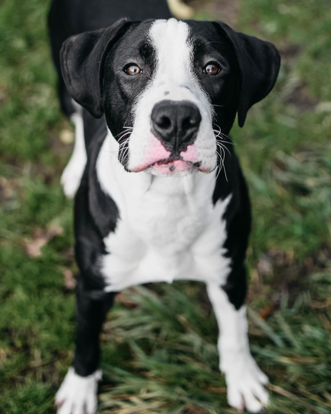 Petey will be ready for adoption on Saturday! Petey is just under a year old and so sweet. He loves playing in the yard and he’s obsessed with toys!❤️🐾 <a target='_blank' href='https://www.instagram.com/explore/tags/adoptdontshop/'>#adoptdontshop</a> <a target='_blank' href='https://www.instagram.com/explore/tags/adoptadog/'>#adoptadog</a> <a target='_blank' href='https://www.instagram.com/explore/tags/dogsofig/'>#dogsofig</a> <a target='_blank' href='https://www.instagram.com/explore/tags/adoptpurelove/'>#adoptpurelove</a> <a target='_blank' href='https://www.instagram.com/explore/tags/adoption/'>#adoption</a> <a target='_blank' href='https://www.instagram.com/explore/tags/hscc/'>#hscc</a>