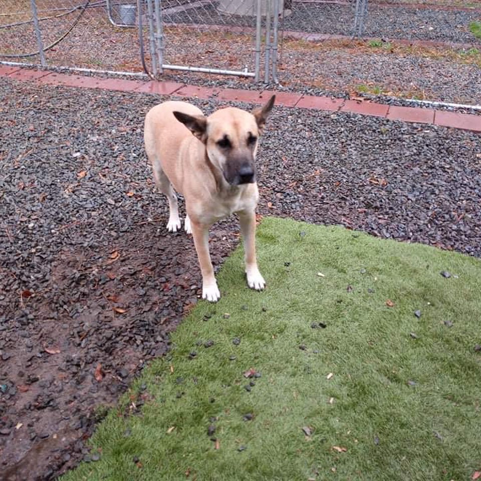 Everyone’s saying hey this morning!

💕
Get your applications in!
https://www.causendogrescue.org/adoption-application.html 
🐾
💕
🐾
We only do meet and greets for approved applications.

Adoption fee is $250.

All dogs will be Up-to-date on Shots, worming, Spayed/Neutered and Microchipped.  We will also do random, periodic vet checks to ensure all dogs adopted from us continue to have the best care.  We will check for any follow up visits needed and that they are on a monthly Heartworm Prevention.

If you rent or own a home, we prefer you to have a fenced in yard. 

Apartment living is also ok but prefer a fenced in area if close to the road.
All adults in the home will need to know they are getting a dog and will need to sign the adoption agreement.
We do not adopt to college students with multiple roommates. 
Military will need to provide a backup plan.
We require all pets in the home to be spay and/or neutered. Because too many dogs are being killed, due to there not being enough homes per dog in need. Only the lucky ones end up here.