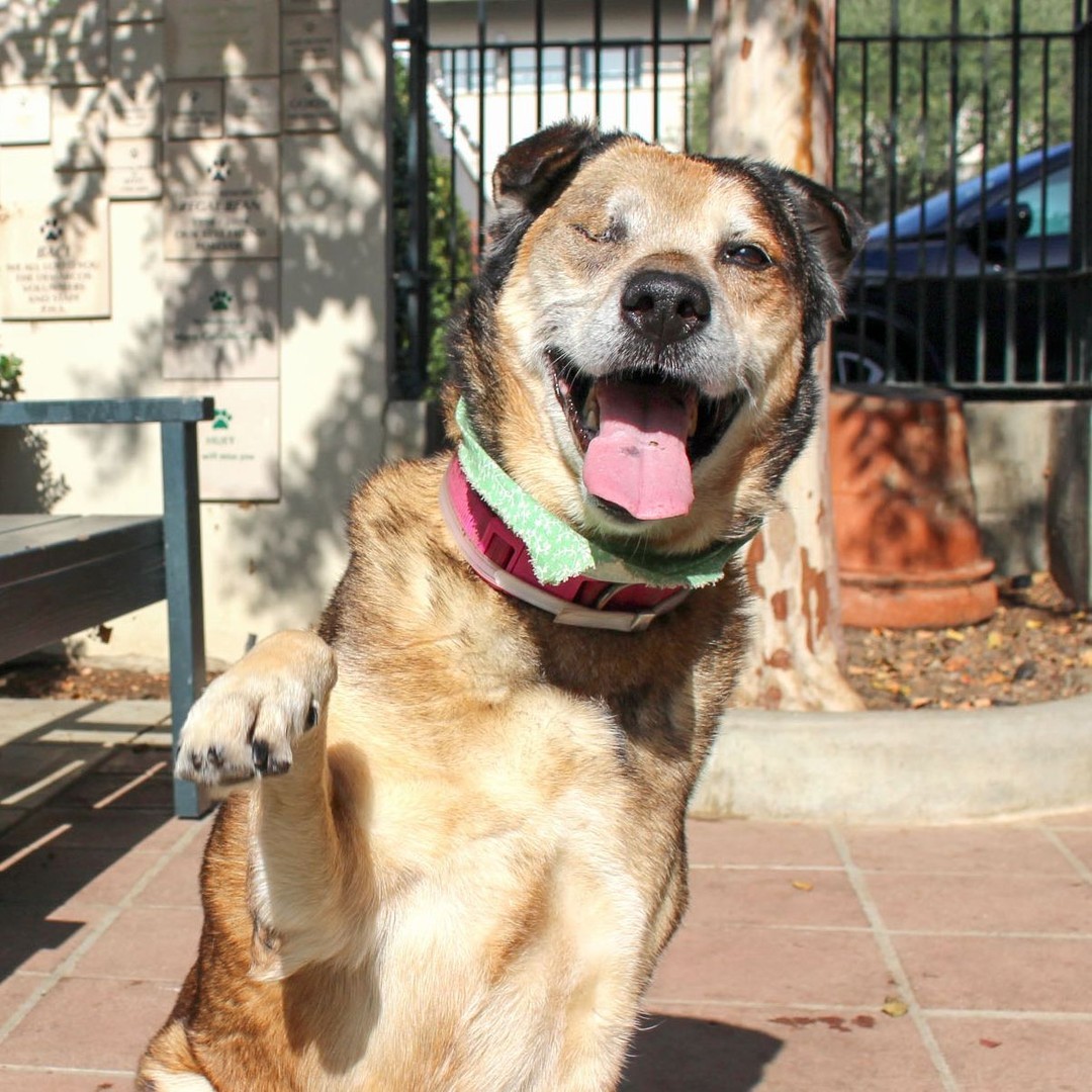 Bella says hello! 🐾 

12-year-old Bella recently hung out in our adoptions office, where she enjoyed pets, brushing, giving kisses, and receiving ear and butt scratches. She is such a sweetie!