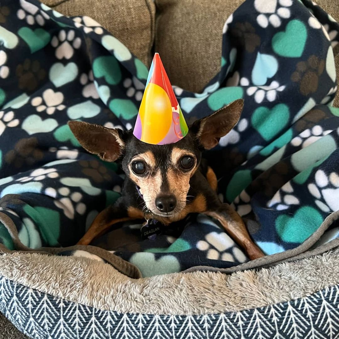 Baja celebrating his 2 year Adoptiversary🎉🐕🎉