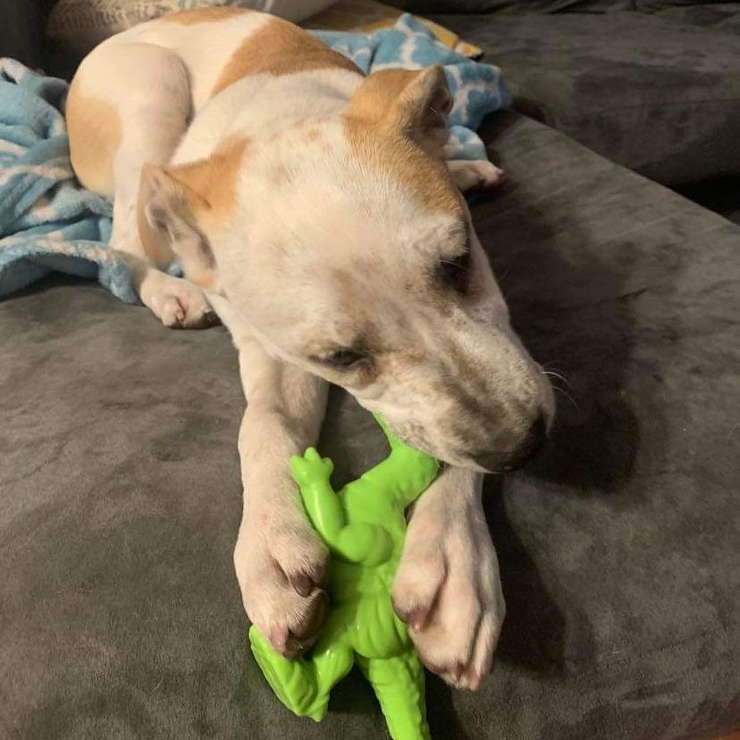 Pez was being such a good girl in foster so she got a new toy!

💕
Get your applications in!
https://www.causendogrescue.org/adoption-application.html 
🐾
💕
🐾
We only do meet and greets for approved applications.

Adoption fee is $250.

All dogs will be Up-to-date on Shots, worming, Spayed/Neutered and Microchipped.  We will also do random, periodic vet checks to ensure all dogs adopted from us continue to have the best care.  We will check for any follow up visits needed and that they are on a monthly Heartworm Prevention.

If you rent or own a home, we prefer you to have a fenced in yard. 

Apartment living is also ok but prefer a fenced in area if close to the road.
All adults in the home will need to know they are getting a dog and will need to sign the adoption agreement.
We do not adopt to college students with multiple roommates. 
Military will need to provide a backup plan.
We require all pets in the home to be spay and/or neutered. Because too many dogs are being killed, due to there not being enough homes per dog in need. Only the lucky ones end up here.