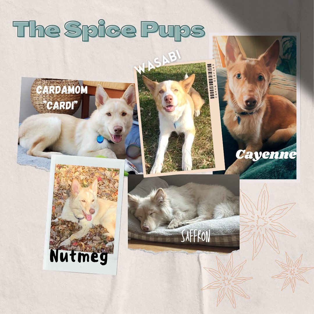 You’ve heard of the Spice Girls but what about the Spice Pups?! Cardamom is the lone female in her pack of brothers. These little angels are 5 month old husky mix pups. They’re all doing puppy things in their foster homes: learning house manners, gaining confidence; taking lots of naps, being incredibly adorable! 

If you Wannabe their mother/father then check the link in the bio to apply and learn more!

<a target='_blank' href='https://www.instagram.com/explore/tags/adoptdontshop/'>#adoptdontshop</a> <a target='_blank' href='https://www.instagram.com/explore/tags/huskypuppies/'>#huskypuppies</a> <a target='_blank' href='https://www.instagram.com/explore/tags/availablepuppies/'>#availablepuppies</a> <a target='_blank' href='https://www.instagram.com/explore/tags/huskyrescue/'>#huskyrescue</a> <a target='_blank' href='https://www.instagram.com/explore/tags/rescuehusky/'>#rescuehusky</a> <a target='_blank' href='https://www.instagram.com/explore/tags/spicegirls/'>#spicegirls</a> <a target='_blank' href='https://www.instagram.com/explore/tags/wannabe/'>#wannabe</a> <a target='_blank' href='https://www.instagram.com/explore/tags/spicepup/'>#spicepup</a> <a target='_blank' href='https://www.instagram.com/explore/tags/cardamom/'>#cardamom</a> <a target='_blank' href='https://www.instagram.com/explore/tags/cayenne/'>#cayenne</a> <a target='_blank' href='https://www.instagram.com/explore/tags/wasabi/'>#wasabi</a> <a target='_blank' href='https://www.instagram.com/explore/tags/saffron/'>#saffron</a> <a target='_blank' href='https://www.instagram.com/explore/tags/nutmeg/'>#nutmeg</a>