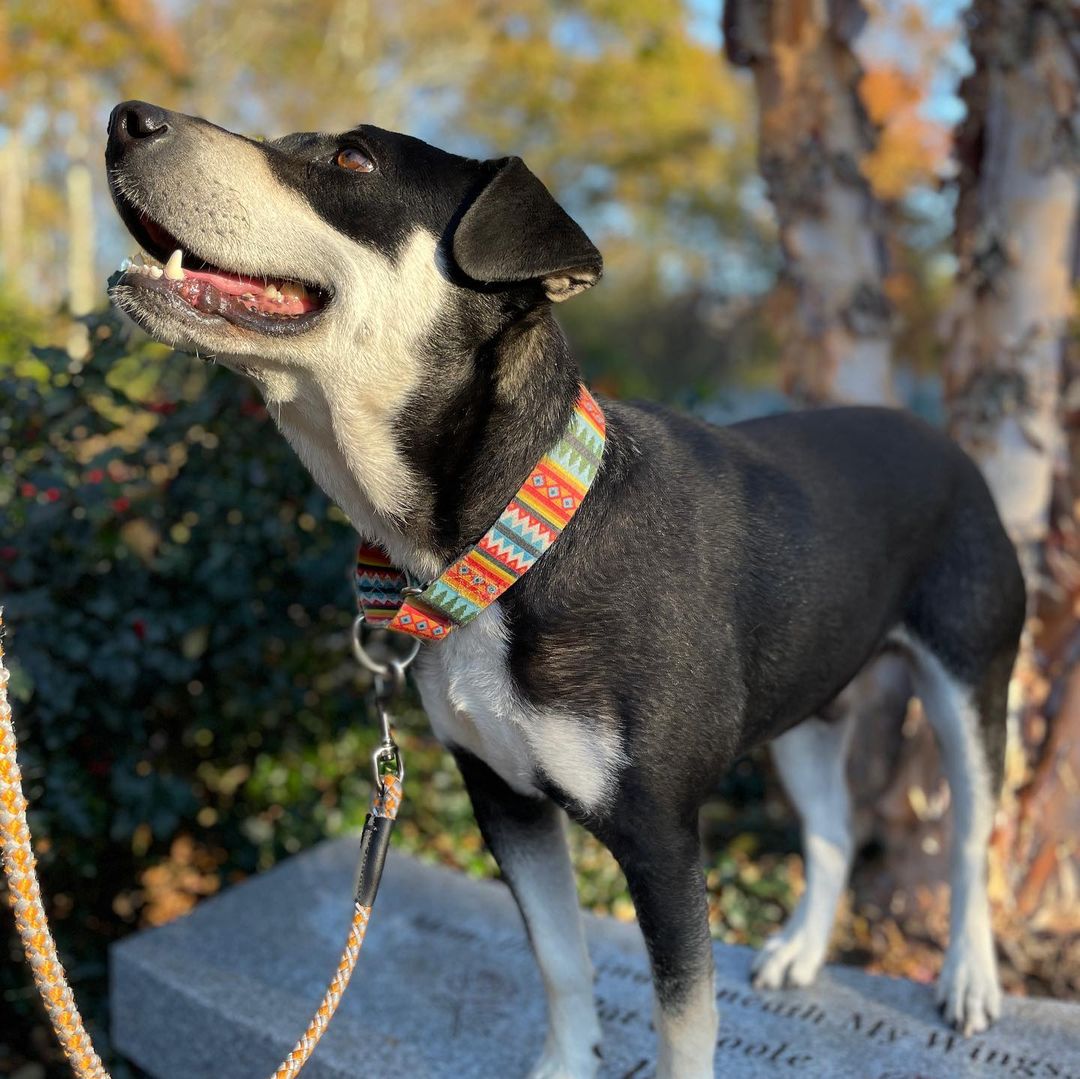 Will you be Joey’s Friend? This happy Husky-mix is such a lovable goofball who loves nothing more than palling around with his people! He walks nicely on a leash, loves treats and belly rubs and will always be there for you! 

Joey is the face of our <a target='_blank' href='https://www.instagram.com/explore/tags/givingtuesday/'>#givingtuesday</a> campaign - please share to help find this sweet boy a home for Thanksgiving 

<a target='_blank' href='https://www.instagram.com/explore/tags/mansbestfriend/'>#mansbestfriend</a> <a target='_blank' href='https://www.instagram.com/explore/tags/friends/'>#friends</a> <a target='_blank' href='https://www.instagram.com/explore/tags/joeytribbiani/'>#joeytribbiani</a> <a target='_blank' href='https://www.instagram.com/explore/tags/paljoey/'>#paljoey</a> 
<a target='_blank' href='https://www.instagram.com/explore/tags/rescuedogsofinstagram/'>#rescuedogsofinstagram</a> <a target='_blank' href='https://www.instagram.com/explore/tags/mattleblanc/'>#mattleblanc</a> @mleblanc <a target='_blank' href='https://www.instagram.com/explore/tags/animalrescueri/'>#animalrescueri</a> <a target='_blank' href='https://www.instagram.com/explore/tags/illbethereforyou/'>#illbethereforyou</a> <a target='_blank' href='https://www.instagram.com/explore/tags/howyoudoin/'>#howyoudoin</a> <a target='_blank' href='https://www.instagram.com/explore/tags/lovedog/'>#lovedog</a> <a target='_blank' href='https://www.instagram.com/explore/tags/puppylove/'>#puppylove</a> <a target='_blank' href='https://www.instagram.com/explore/tags/huskymix/'>#huskymix</a> <a target='_blank' href='https://www.instagram.com/explore/tags/huskiesofinstagram/'>#huskiesofinstagram</a> <a target='_blank' href='https://www.instagram.com/explore/tags/thanksgiving/'>#thanksgiving</a> <a target='_blank' href='https://www.instagram.com/explore/tags/thankfulfordogs/'>#thankfulfordogs</a>