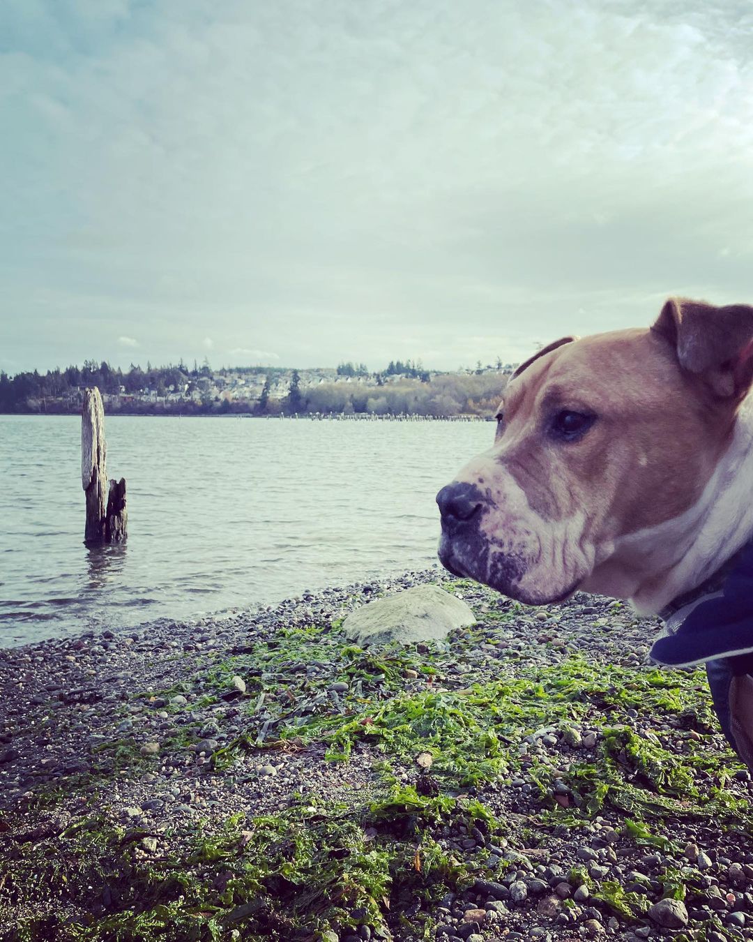 13. Go on a spontaneous adventure ⛴

Today I went on an adventure with my momma, grandma, and grandpa to the San Juan Islands!

I got to put my toes in the ocean but it was freezing so I just walking along the beach and smelled everything in sight instead.  I took a ferry boat ride, met lots of new friends, and even got my very own bowl of clam chowder!

Today is a good day ❤️

<a target='_blank' href='https://www.instagram.com/explore/tags/visforvinny/'>#visforvinny</a> <a target='_blank' href='https://www.instagram.com/explore/tags/vinnysbucketlist/'>#vinnysbucketlist</a> <a target='_blank' href='https://www.instagram.com/explore/tags/apetisforlife/'>#apetisforlife</a> <a target='_blank' href='https://www.instagram.com/explore/tags/seniordogsofinstagram/'>#seniordogsofinstagram</a>