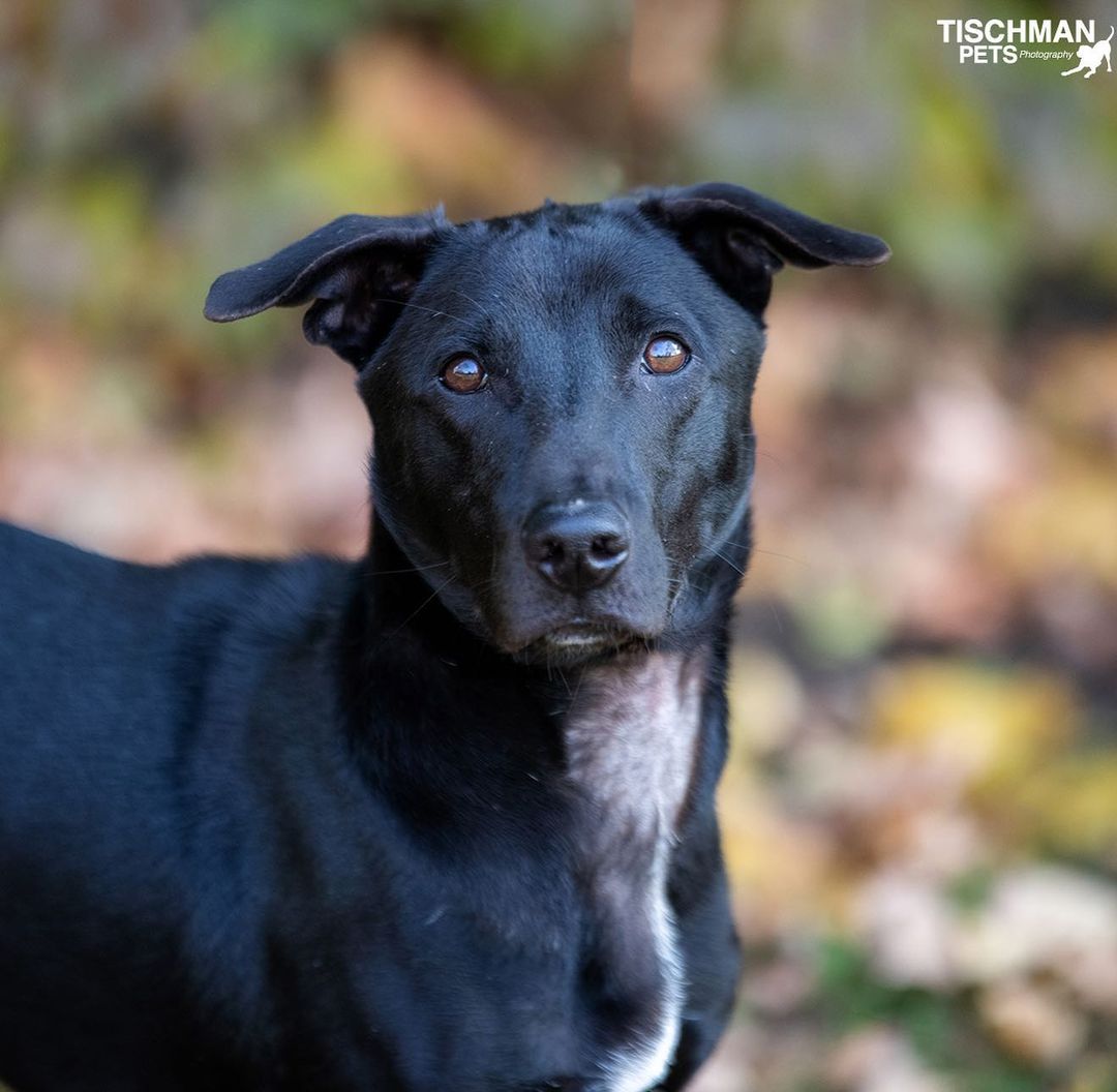 Meet Pretzel! Half as tall and twice as long, Pretzel is a curiously put together pup with a curly tail and goofy pawsonality to match his look. Originally saved by @soidogfoundation in <a target='_blank' href='https://www.instagram.com/explore/tags/thailand/'>#thailand</a> this young pup arrived stateside in July just before the dog import ban was enforced. When Pretzel and his friends became in need of rescue again, we said yes and have been welcoming them in pairs when rooms open up (one lucky girl, Pastry, already found her furever home!). In the month that we’ve had Pretzel we have learned a lot about him, he loves playing with other dogs, wrestling for hours, zooming and leaping into the air with joy. He is very food motivated and will do just about anything for a treat. He loves playing with toys, so much so that he doesn’t want other dogs near them but will let humans take them.  Pretzel is a great walker, he really loves cruising around Stamford getting compliments on his looks from everyone he meets. Pretzel is crate trained, house trained and willing to learn all you can teach him. He does like to jump (we’re working on it) so maybe no small children. He was cat tested in Thailand and passed, he showed a bit of interest then decided there were better smells to explore. Pretzel is 11 months old, ~30lbs and fully vetted. 
🐾
📸 by the amazing @tischmanpets 
🐾
Follow the link in our bio to add Pretzel or one of our other cuties to your <a target='_blank' href='https://www.instagram.com/explore/tags/family/'>#family</a>! You can also shop our merch and partners or apply to become a volunteer! 
:
:
:
<a target='_blank' href='https://www.instagram.com/explore/tags/rescued/'>#rescued</a> <a target='_blank' href='https://www.instagram.com/explore/tags/thaidog/'>#thaidog</a> <a target='_blank' href='https://www.instagram.com/explore/tags/soi/'>#soi</a> <a target='_blank' href='https://www.instagram.com/explore/tags/soidog/'>#soidog</a> <a target='_blank' href='https://www.instagram.com/explore/tags/soidogfoundation/'>#soidogfoundation</a> <a target='_blank' href='https://www.instagram.com/explore/tags/mutt/'>#mutt</a> <a target='_blank' href='https://www.instagram.com/explore/tags/muttsofinstagram/'>#muttsofinstagram</a> <a target='_blank' href='https://www.instagram.com/explore/tags/mut/'>#mut</a> <a target='_blank' href='https://www.instagram.com/explore/tags/muttlove/'>#muttlove</a> <a target='_blank' href='https://www.instagram.com/explore/tags/dachshund/'>#dachshund</a> <a target='_blank' href='https://www.instagram.com/explore/tags/thairidgeback/'>#thairidgeback</a> <a target='_blank' href='https://www.instagram.com/explore/tags/dachshundsofinstagram/'>#dachshundsofinstagram</a> <a target='_blank' href='https://www.instagram.com/explore/tags/doxie/'>#doxie</a> <a target='_blank' href='https://www.instagram.com/explore/tags/mixedbreed/'>#mixedbreed</a> <a target='_blank' href='https://www.instagram.com/explore/tags/mixed/'>#mixed</a> <a target='_blank' href='https://www.instagram.com/explore/tags/frankenweenie/'>#frankenweenie</a> <a target='_blank' href='https://www.instagram.com/explore/tags/adopt/'>#adopt</a> <a target='_blank' href='https://www.instagram.com/explore/tags/adoptdontshop/'>#adoptdontshop</a> <a target='_blank' href='https://www.instagram.com/explore/tags/adoptme/'>#adoptme</a> <a target='_blank' href='https://www.instagram.com/explore/tags/labrador/'>#labrador</a> <a target='_blank' href='https://www.instagram.com/explore/tags/bassethound/'>#bassethound</a> <a target='_blank' href='https://www.instagram.com/explore/tags/beagle/'>#beagle</a> <a target='_blank' href='https://www.instagram.com/explore/tags/retriever/'>#retriever</a> <a target='_blank' href='https://www.instagram.com/explore/tags/whatareyou/'>#whatareyou</a> <a target='_blank' href='https://www.instagram.com/explore/tags/cutie/'>#cutie</a> <a target='_blank' href='https://www.instagram.com/explore/tags/puppy/'>#puppy</a> <a target='_blank' href='https://www.instagram.com/explore/tags/puppiesofinstagram/'>#puppiesofinstagram</a> <a target='_blank' href='https://www.instagram.com/explore/tags/puppylove/'>#puppylove</a>