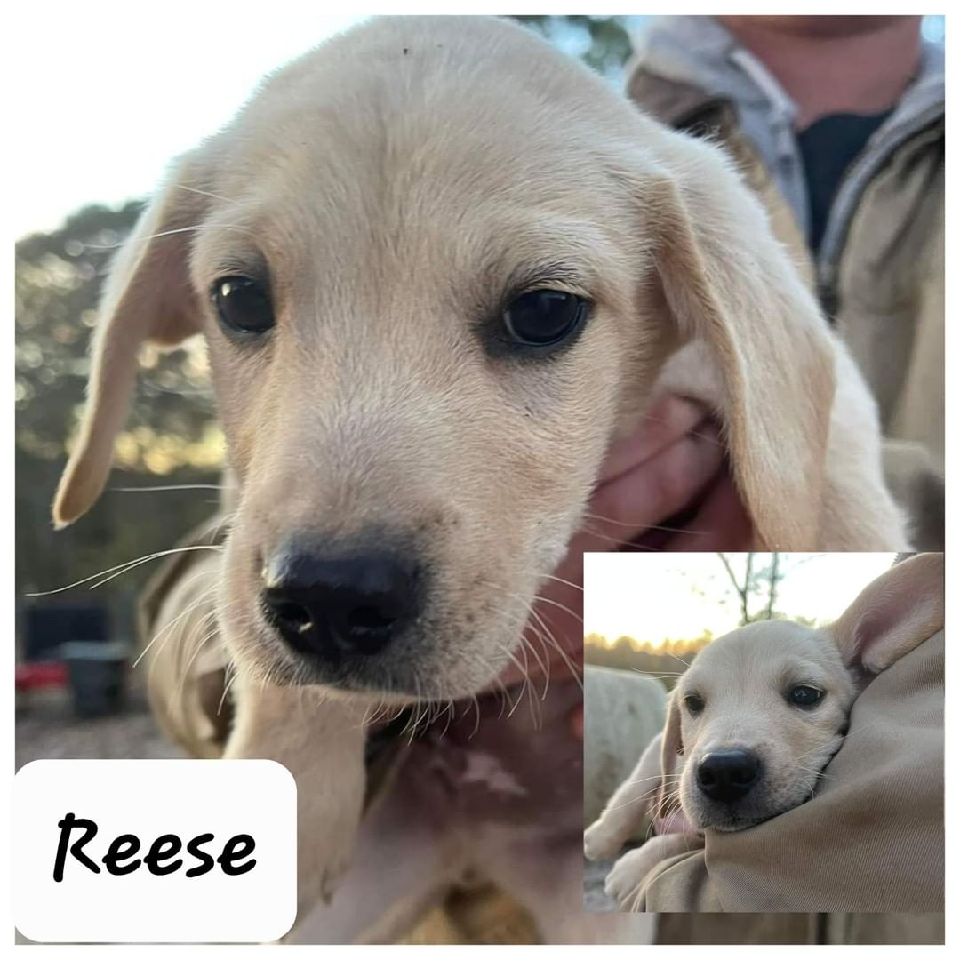 COMING SOON!!

Are you looking to adopt? Do any of these sweet souls look like a potential new family member?

We are short on fosters so we have a newer program called foster-to-adopt. What's that you ask? Well, you choose the pet you are interested in adopting, you then enter our foster program and when the animal gets vetted and is ready to finalize through our adoption program, you finalize your adoption and then end the program. If for some reason the animal ends up not being a fit, no worries our only ask is you continue to foster until adopted, around 3 weeks.  You are welcome to stay on as a foster again until you find the  perfect match.

All puppies are mixed breeds and only a DNA test can confirm what breed they are. 

Please go to our website at MichelesRescue.com and fill out a FOSTER APPLICATION!!!! Click on “puppy foster” as interest and if your application is approved a foster coordinator will be in touch to discuss the next steps and answer all your questions. Be sure to note which pup you are interested if you have a specific one in mind. 
🐾💕🐾💕🐾💕🐾💕🐾