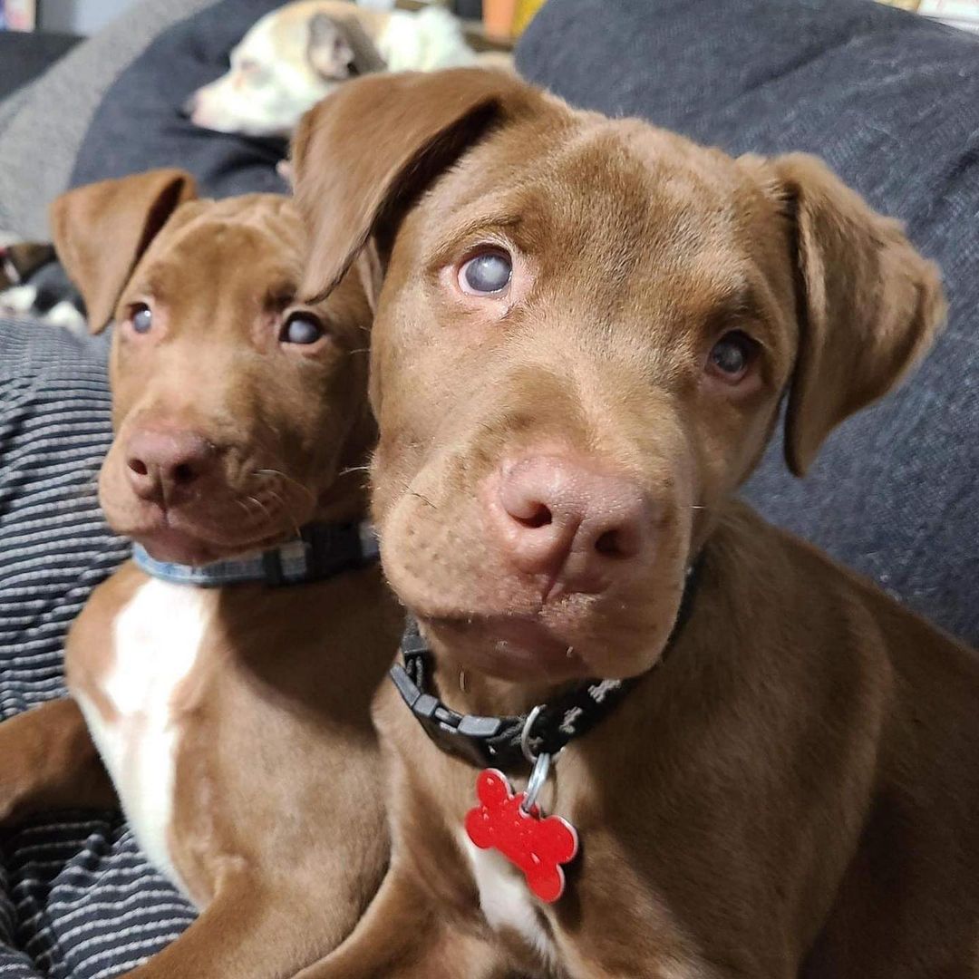 You’re not seeing double - these two darlings are just double the cuteness! Adoptable EGGS BENEDICT (R) and STRATA (L) are 3-month-old brothers and part of the Brunch litter. They're both visually impaired, but they don't let that stop them from living their best lives. It only took them a few days to get the lay of the land in their foster home, including how to use the doggie door to get in and out of the backyard. They're extremely snuggly, very playful, and impossibly sweet! ❤️❤️ They'll be on the larger side (60-80 lbs) and do not need to be adopted together. Apply to meet one or both of them at jrspupsnstuff.org
DS 270089 <a target='_blank' href='https://www.instagram.com/explore/tags/jrsdogsofinstagram/'>#jrsdogsofinstagram</a> <a target='_blank' href='https://www.instagram.com/explore/tags/rescuedogsofinstagram/'>#rescuedogsofinstagram</a> <a target='_blank' href='https://www.instagram.com/explore/tags/jrspups/'>#jrspups</a> <a target='_blank' href='https://www.instagram.com/explore/tags/jrspupsnstuff/'>#jrspupsnstuff</a> <a target='_blank' href='https://www.instagram.com/explore/tags/rescuedog/'>#rescuedog</a> <a target='_blank' href='https://www.instagram.com/explore/tags/rescue/'>#rescue</a> <a target='_blank' href='https://www.instagram.com/explore/tags/foster/'>#foster</a> <a target='_blank' href='https://www.instagram.com/explore/tags/adopt/'>#adopt</a> <a target='_blank' href='https://www.instagram.com/explore/tags/fosterdog/'>#fosterdog</a> <a target='_blank' href='https://www.instagram.com/explore/tags/fosteringsaveslives/'>#fosteringsaveslives</a> <a target='_blank' href='https://www.instagram.com/explore/tags/adoptdontshop/'>#adoptdontshop</a>